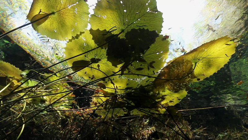 Freshwater Vegetation in Yucatan, Mexico poster