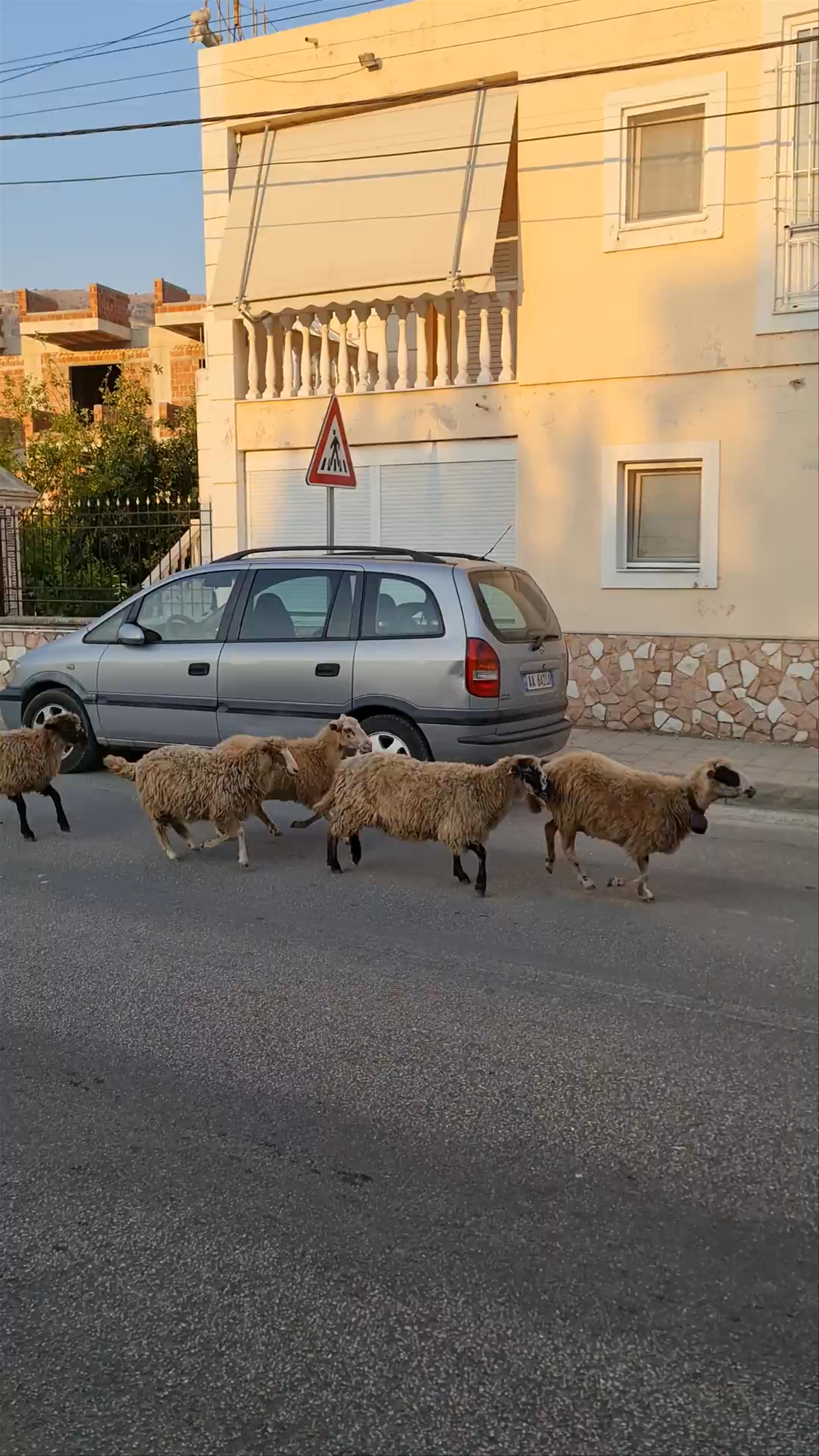 Sheep Crossing a Quiet Street in Himara, Albania at Sunset