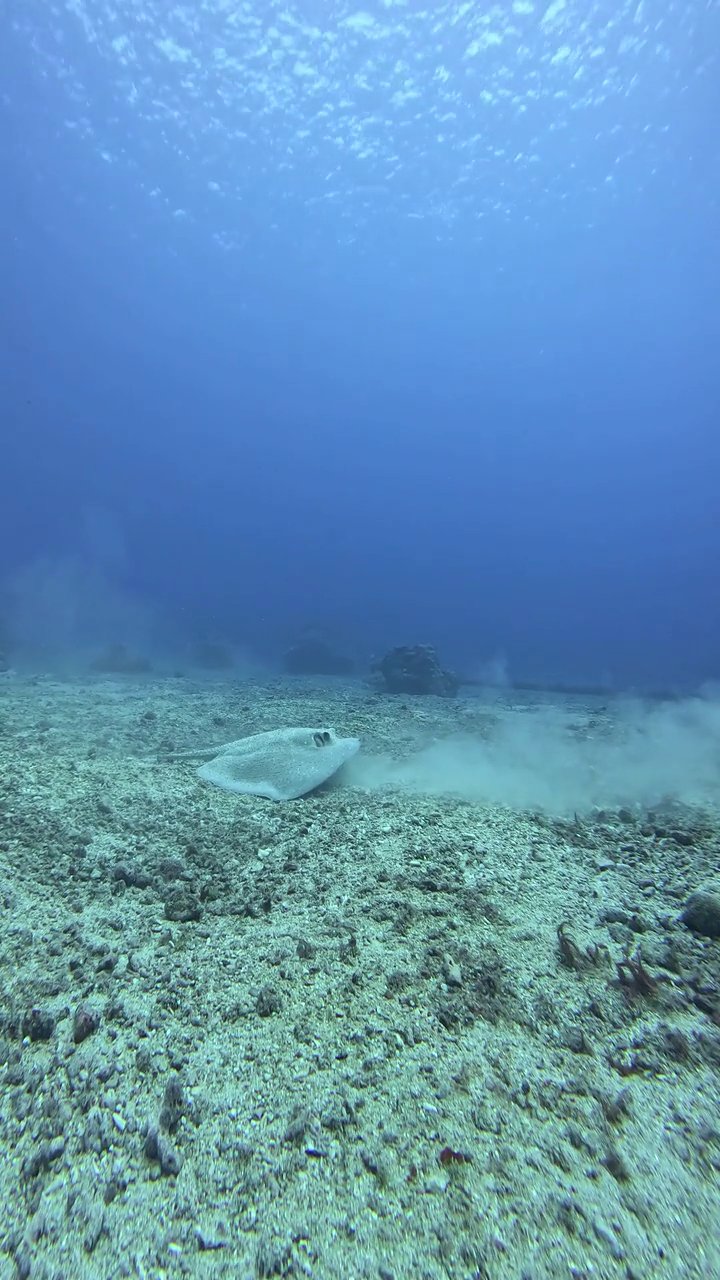 so peaceful
🎥 JUN HO LEE · Pexels
#ocean #underwater #marinelife #nature #relax