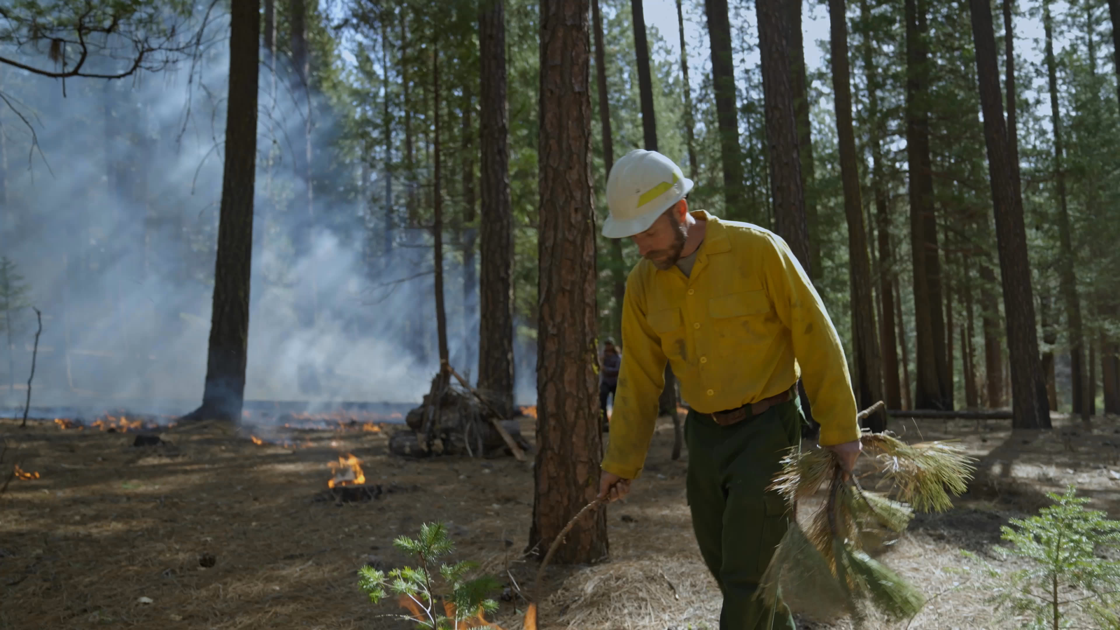 A former wildland firefighter explains how torches add heat and speed to a prescribed burn. In a pine forest, firefighters apply fire along the forest floor as smoke rises through the trees.