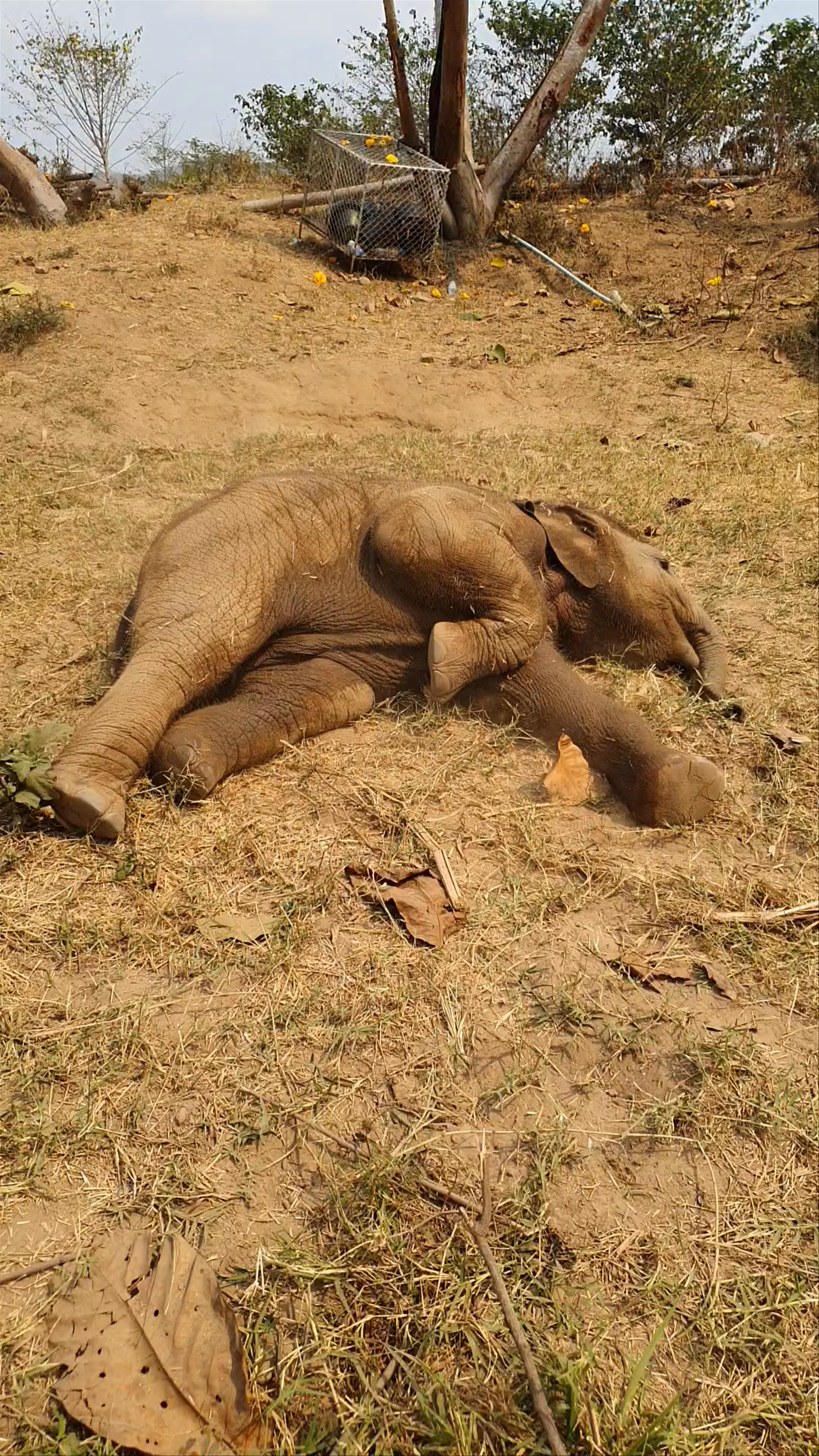 Baby Elephant Playtime at Chiang Mai Elephant Friends Sanctuary