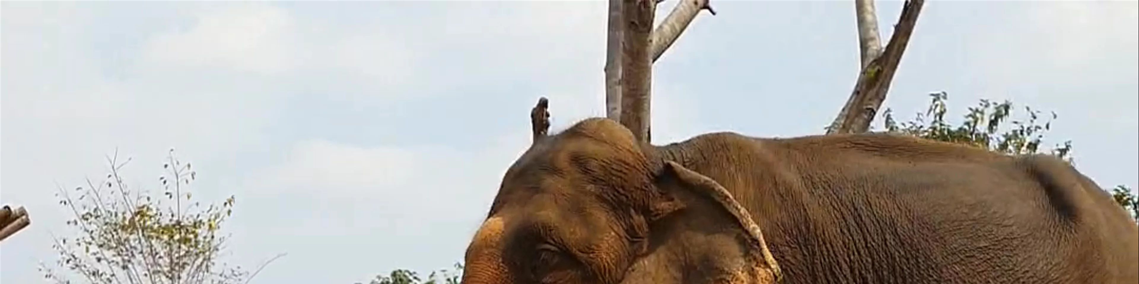 Chiang Mai Elephant Friends