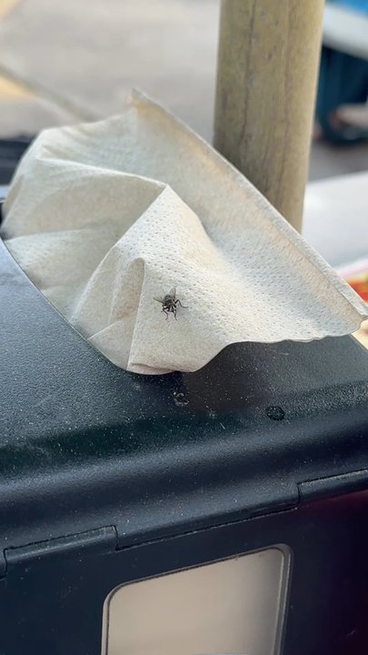 Grinders Stonewall - Flys trying to get into bottle. - Pizza Near Me - Lenexa, Kansas