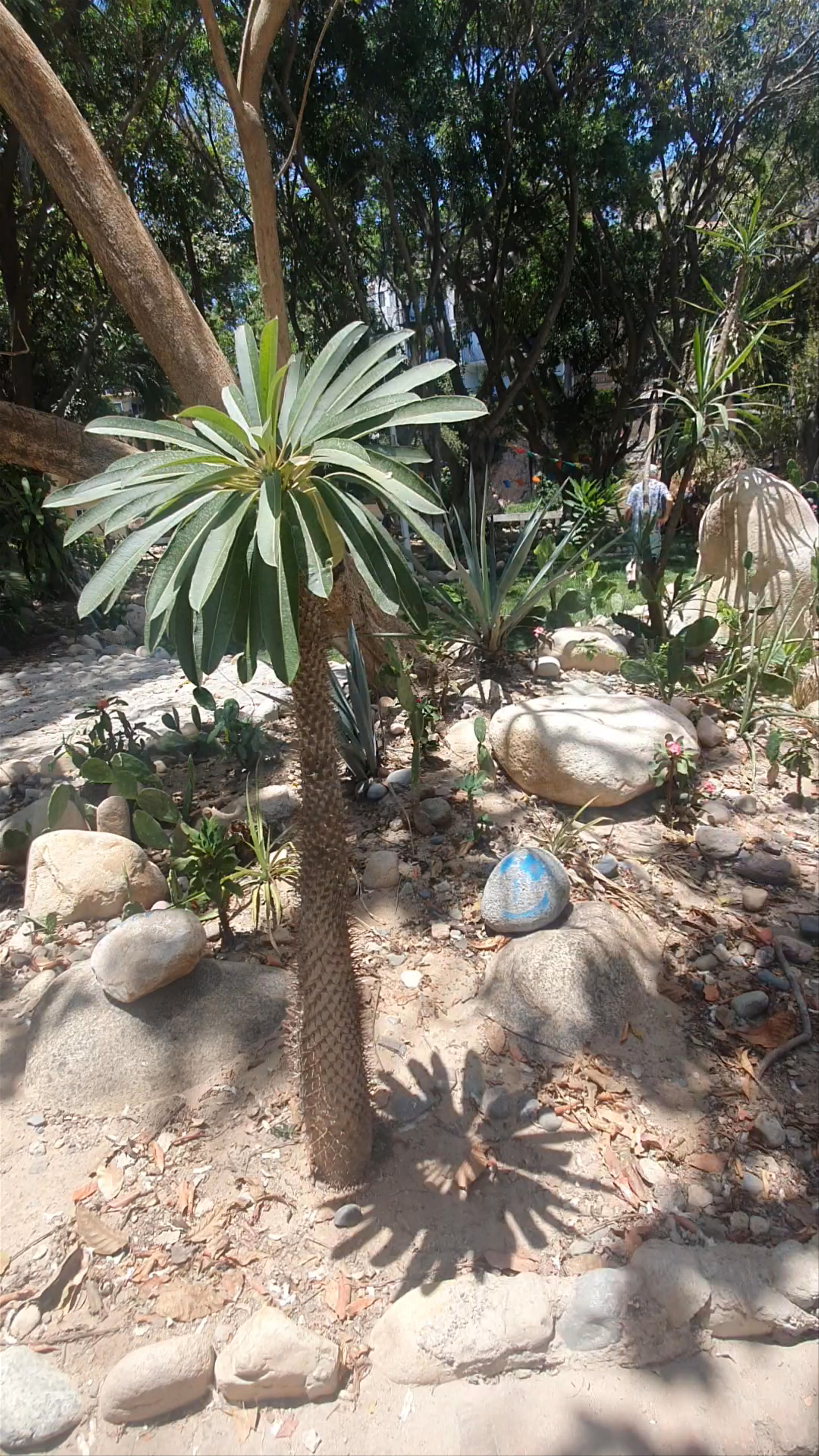 Cuale Island Flea Market