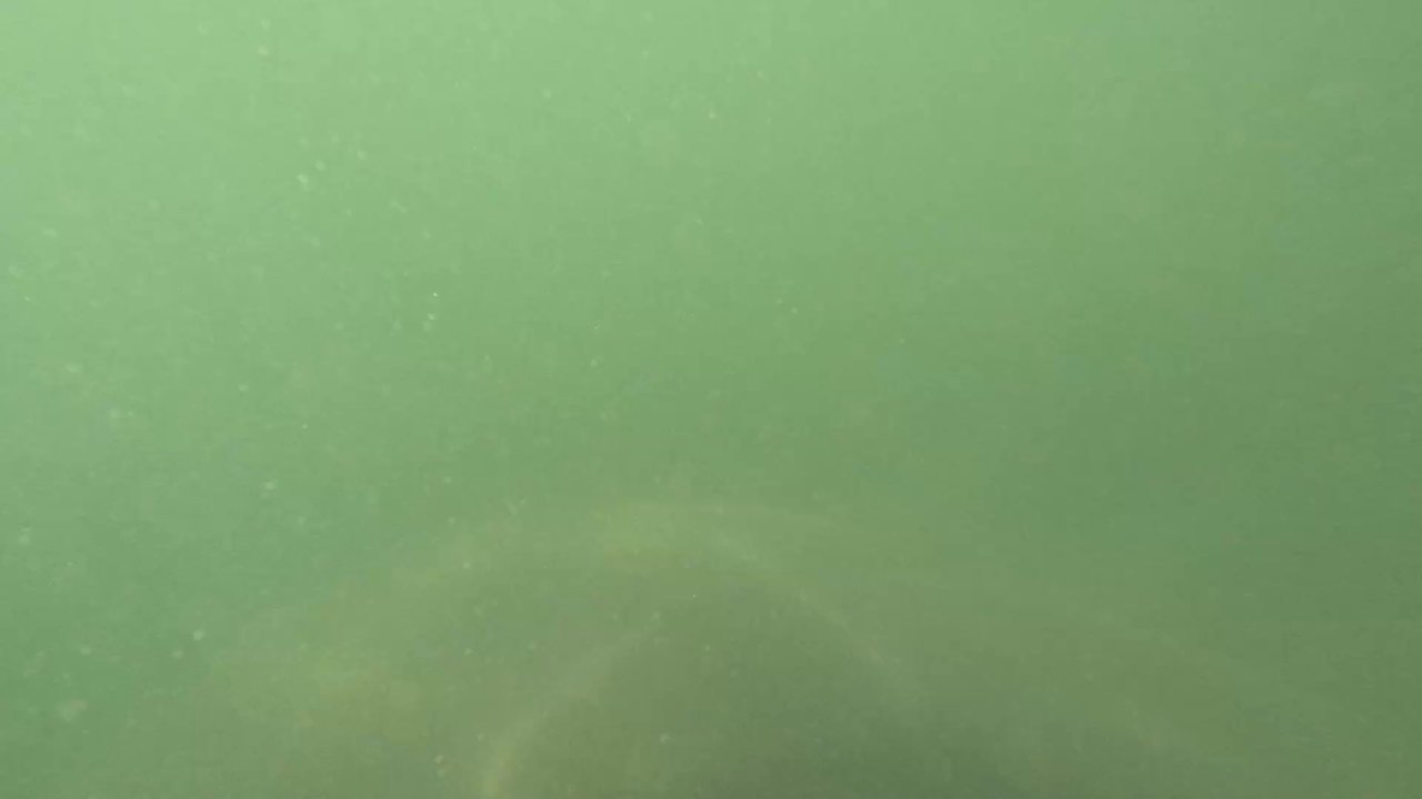 Fun 2 Dive Manatee Tours - Manatee footage - Snorkeling Near Me - Crystal River, Florida