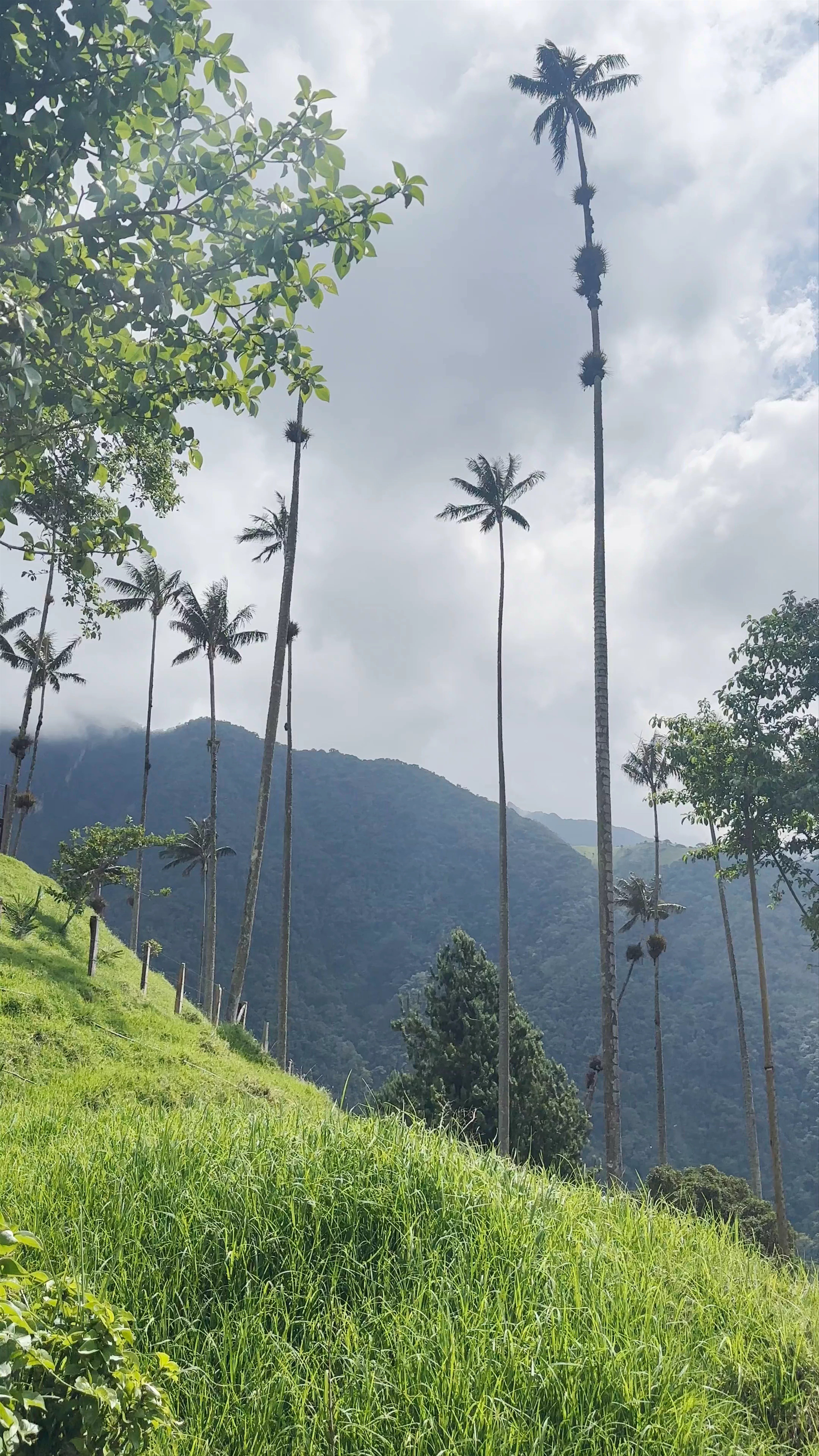 Viewpoint 2 - Cocora Valley