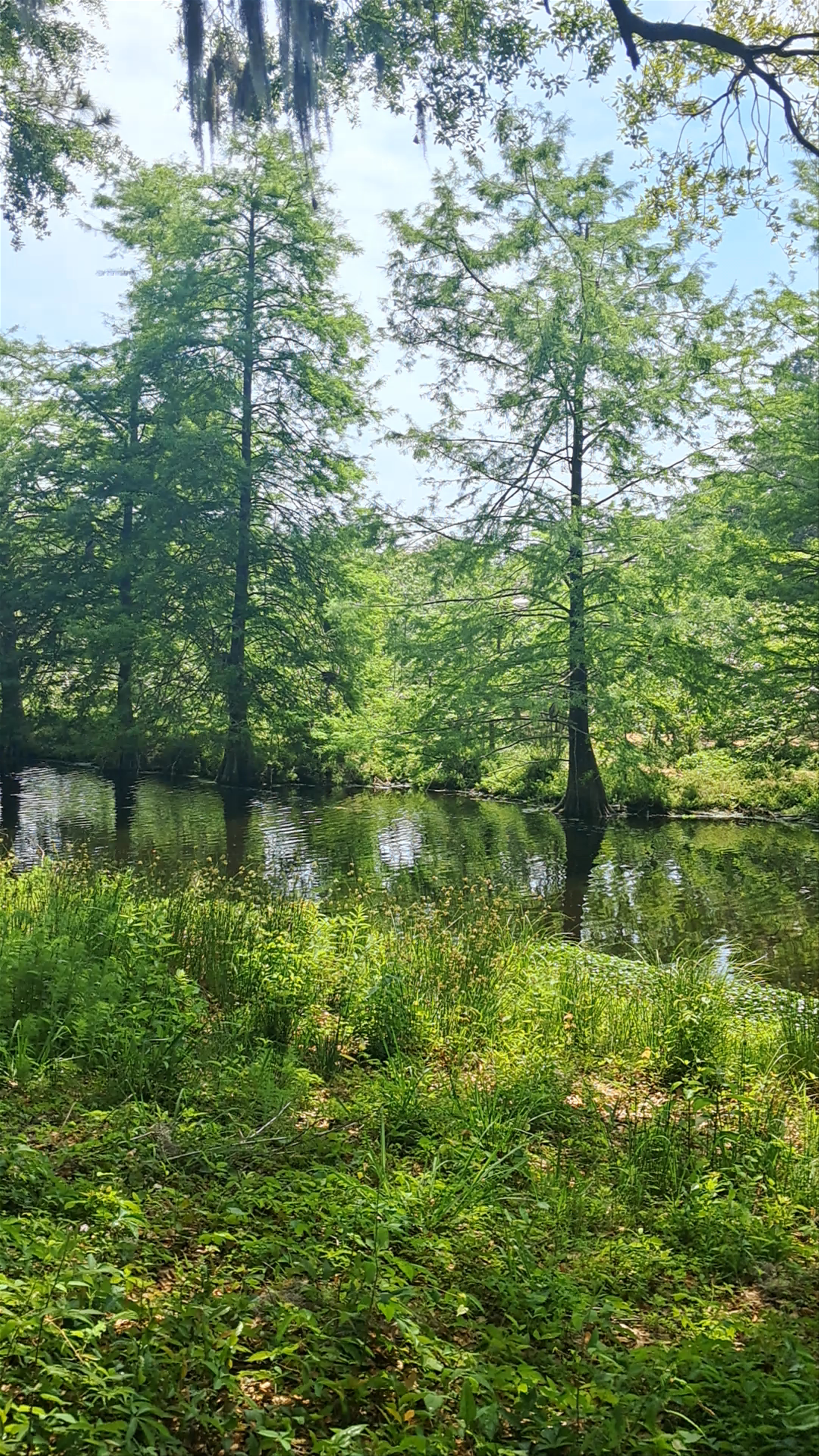 Cypress Wetlands