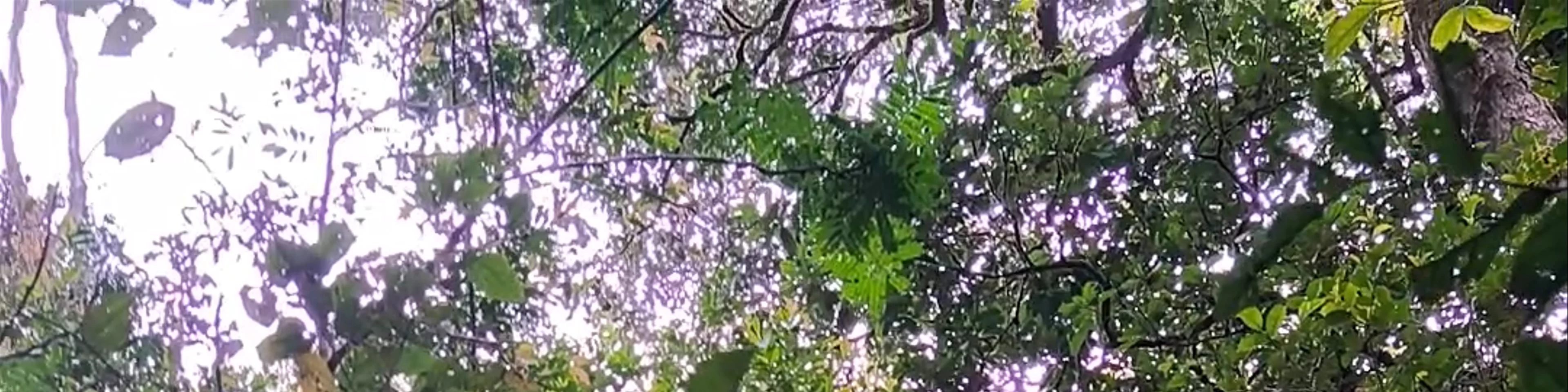 Silau Silau Trail