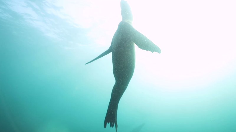 Sea Lion poster