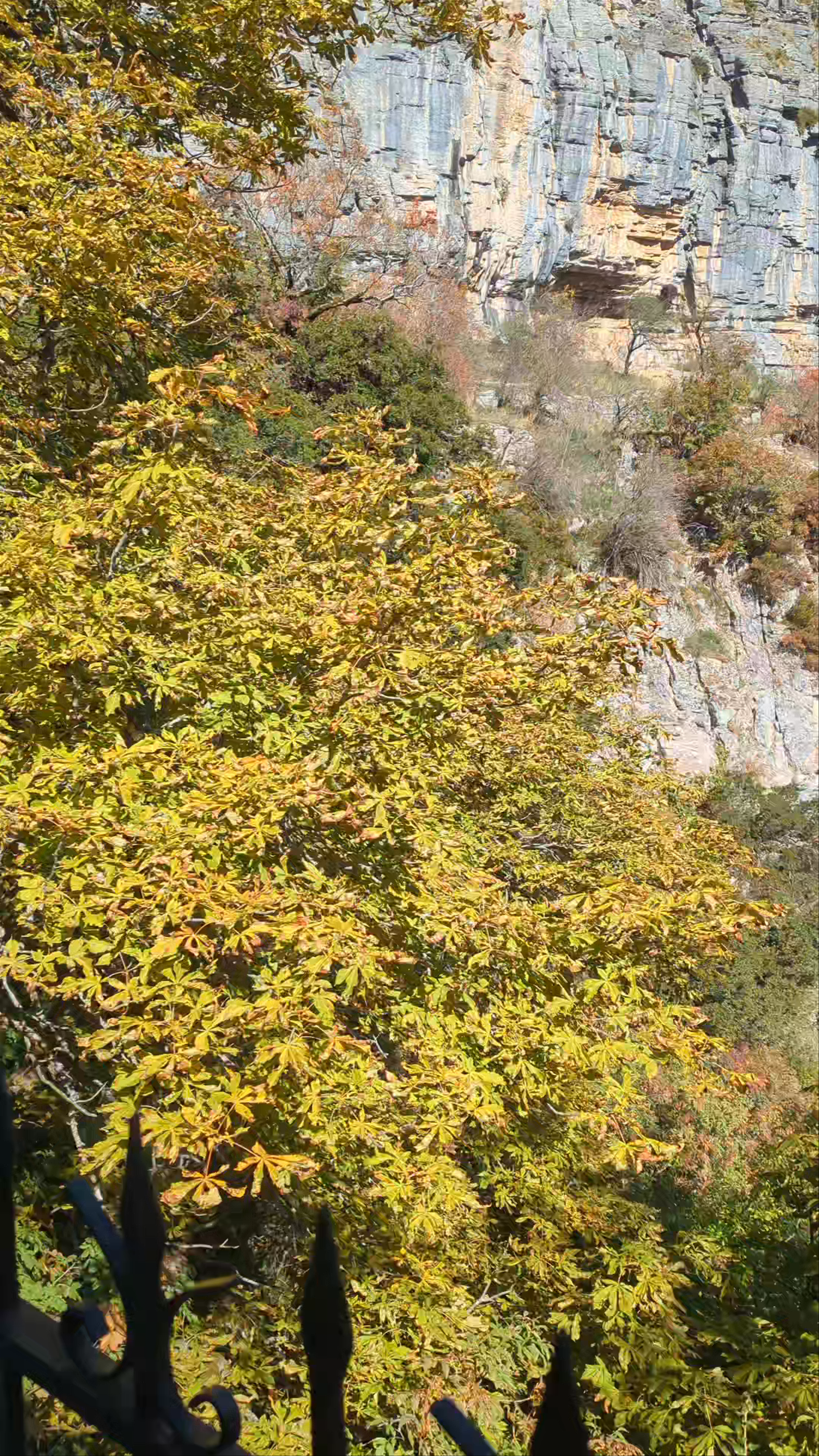Point de vue Gorge de Vikos: Majestic Autumn Views in Monodendri, Greece