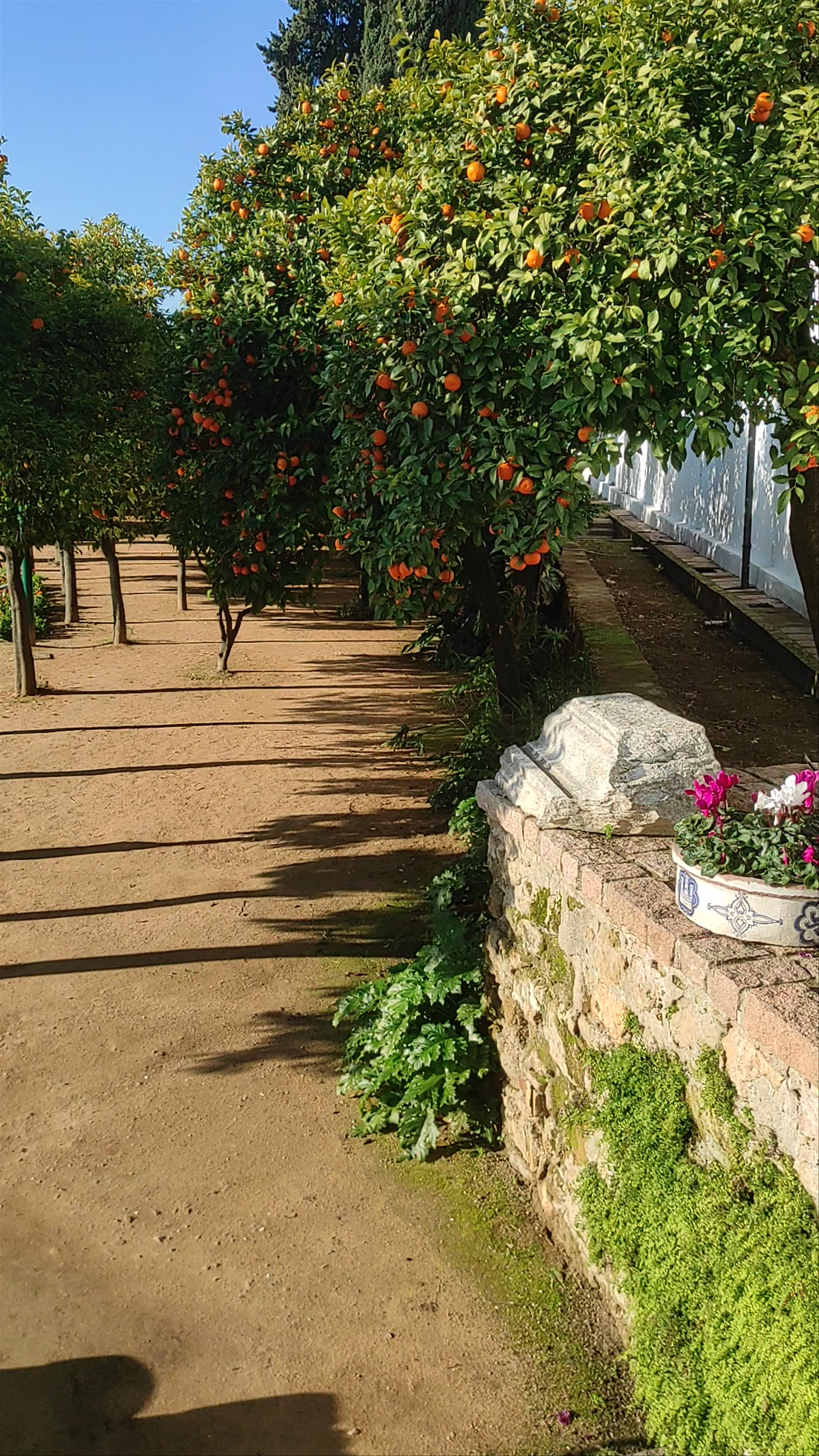 Jardines del Alcázar de los Reyes Cristianos: Citrus Bliss and Historic Serenity in Córdoba