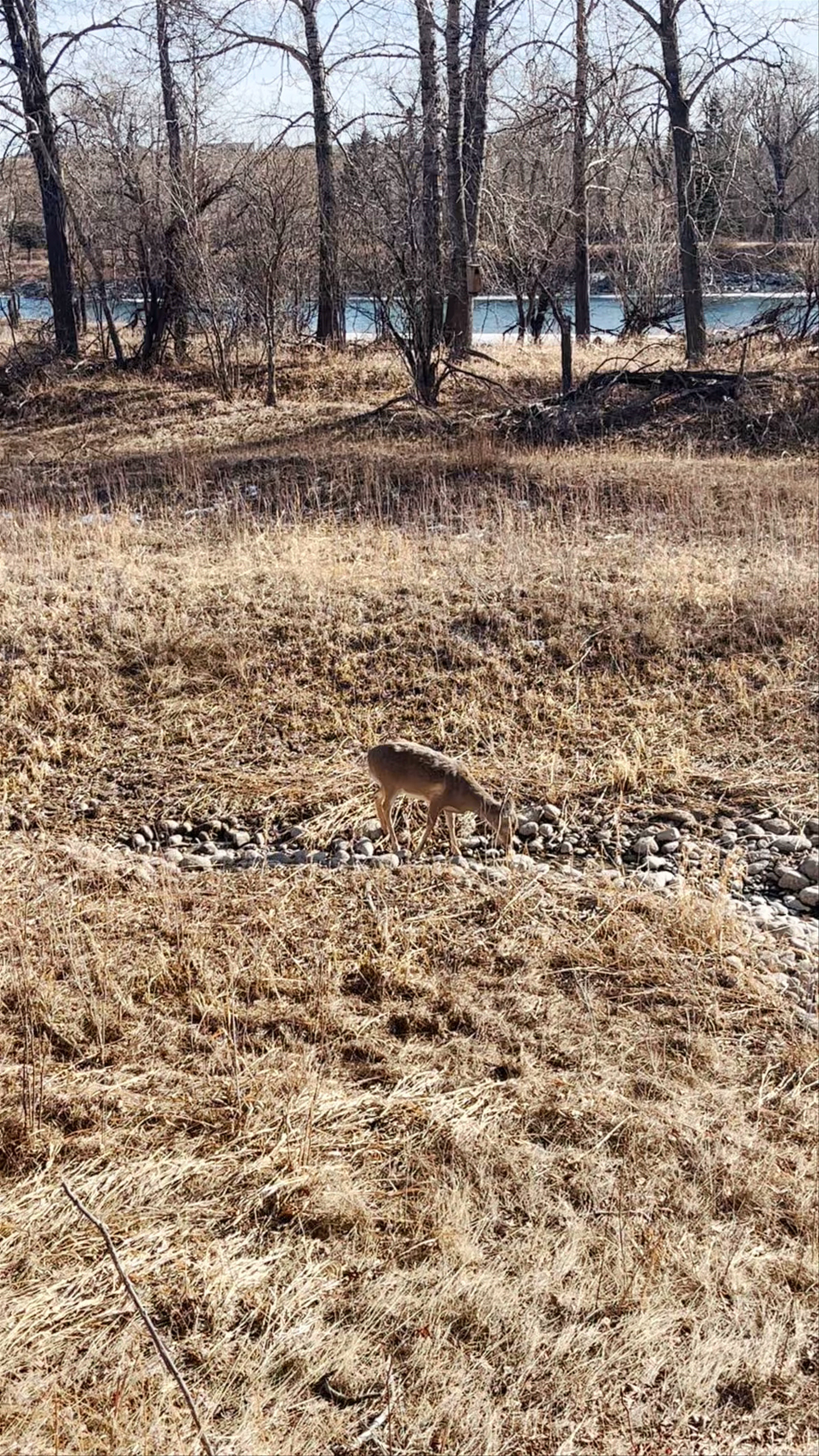 Inglewood Bird Sanctuary