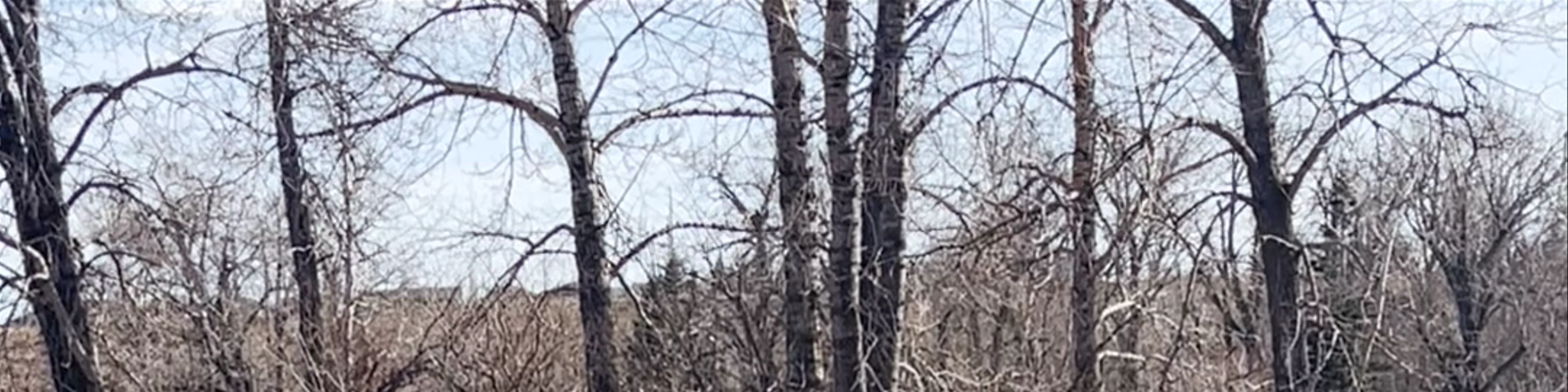 Inglewood Bird Sanctuary