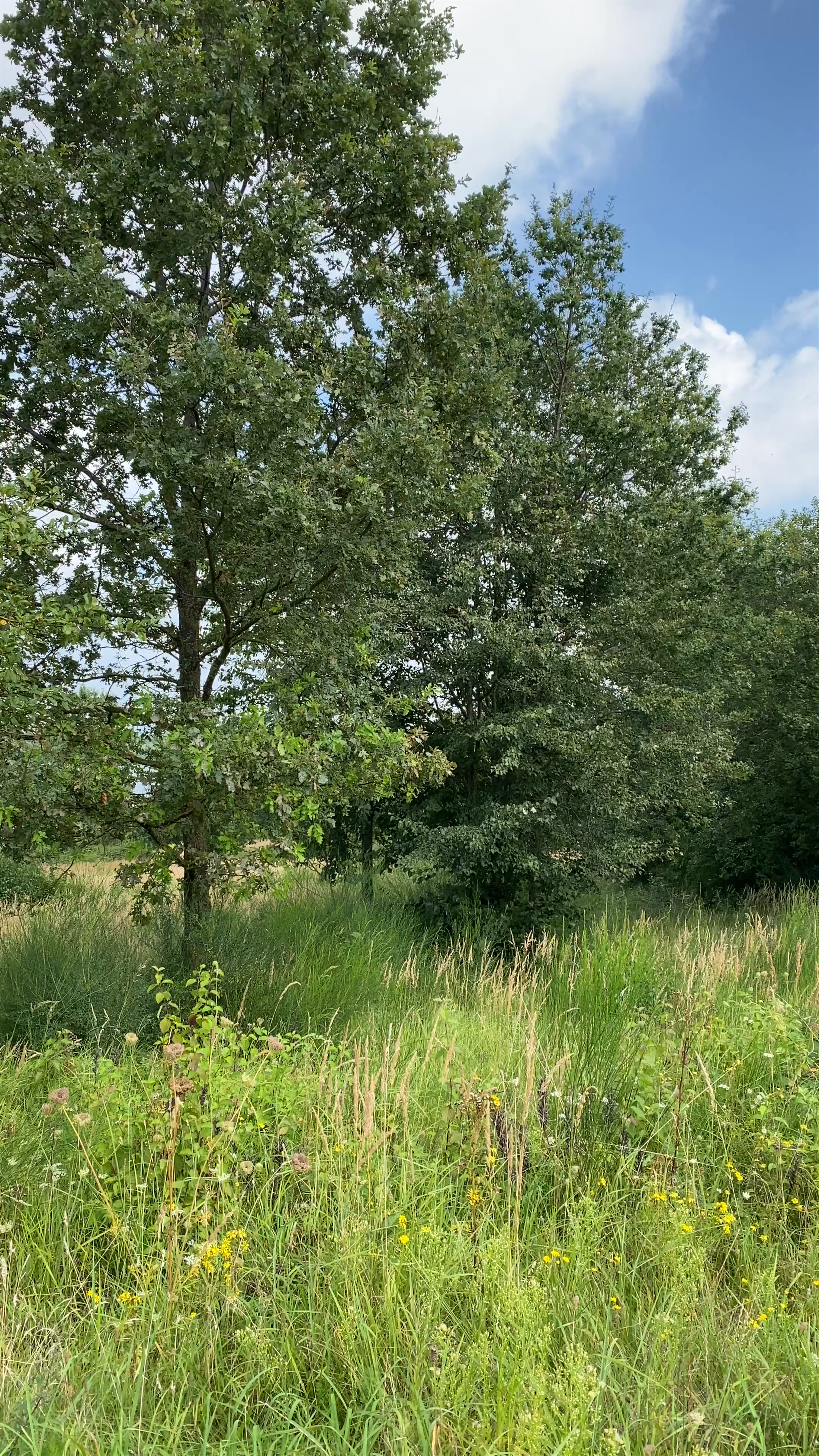 Serene Nature Escape at Aussichtspunkt Blausteinsee, Eschweiler