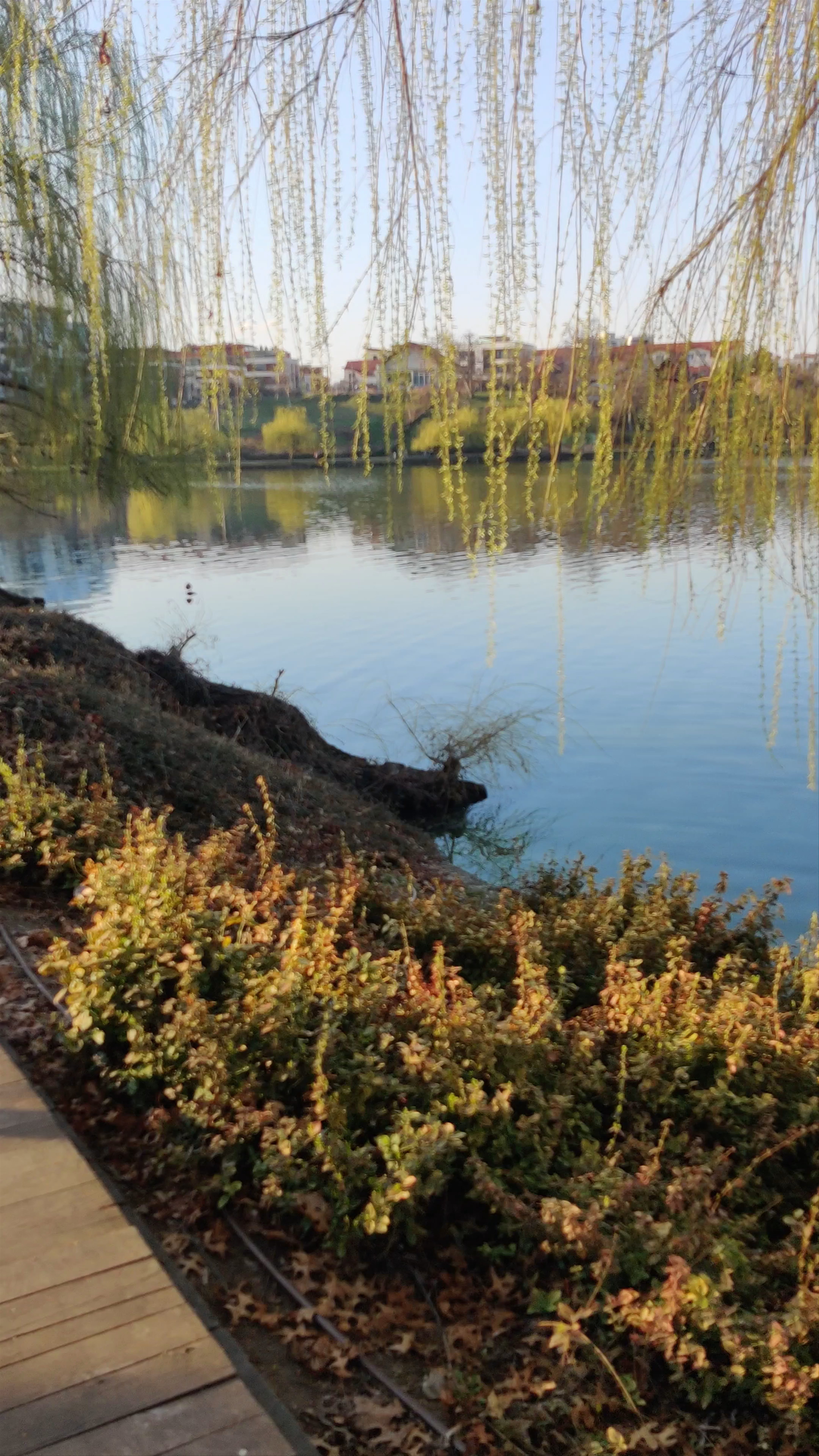Springtime Serenity at Iulius Parc, Cluj-Napoca