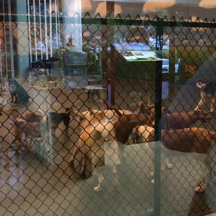 DogSpot - Just a quick peek into some puppies playing . - Pet Training Near Me - Oceanside, California