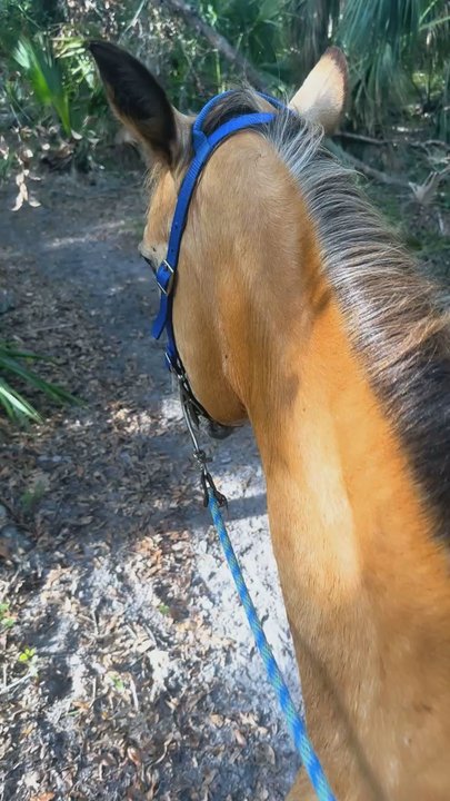 Sun City Stables - Crystal and Eden!! - Horseback Riding Near Me - Sun City, Florida