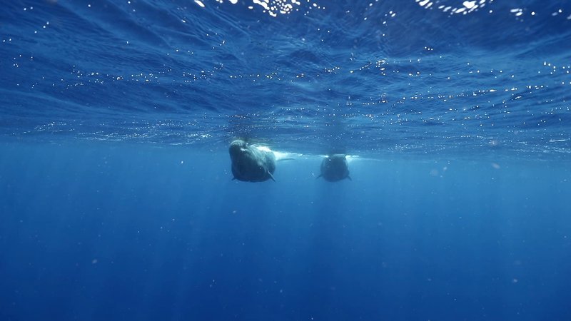 Pod of Sperm Whales in Dominica poster