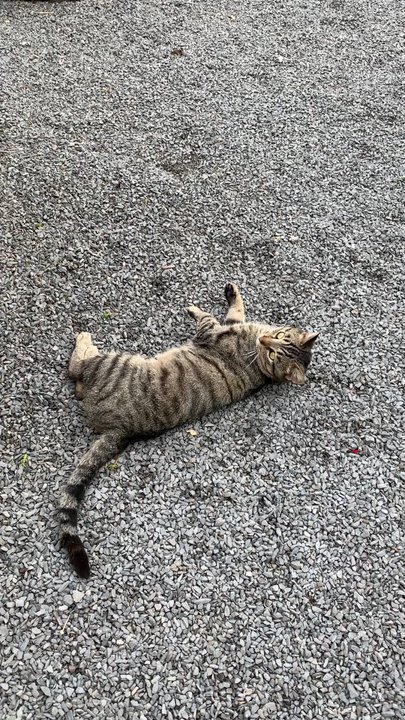 Laurie's Naturescapes - Cute cat! - Nurseries & Gardening Near Me - Van Wert, Ohio