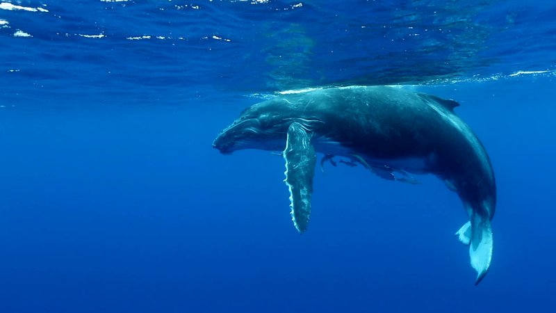 Humpback Whale Calf poster