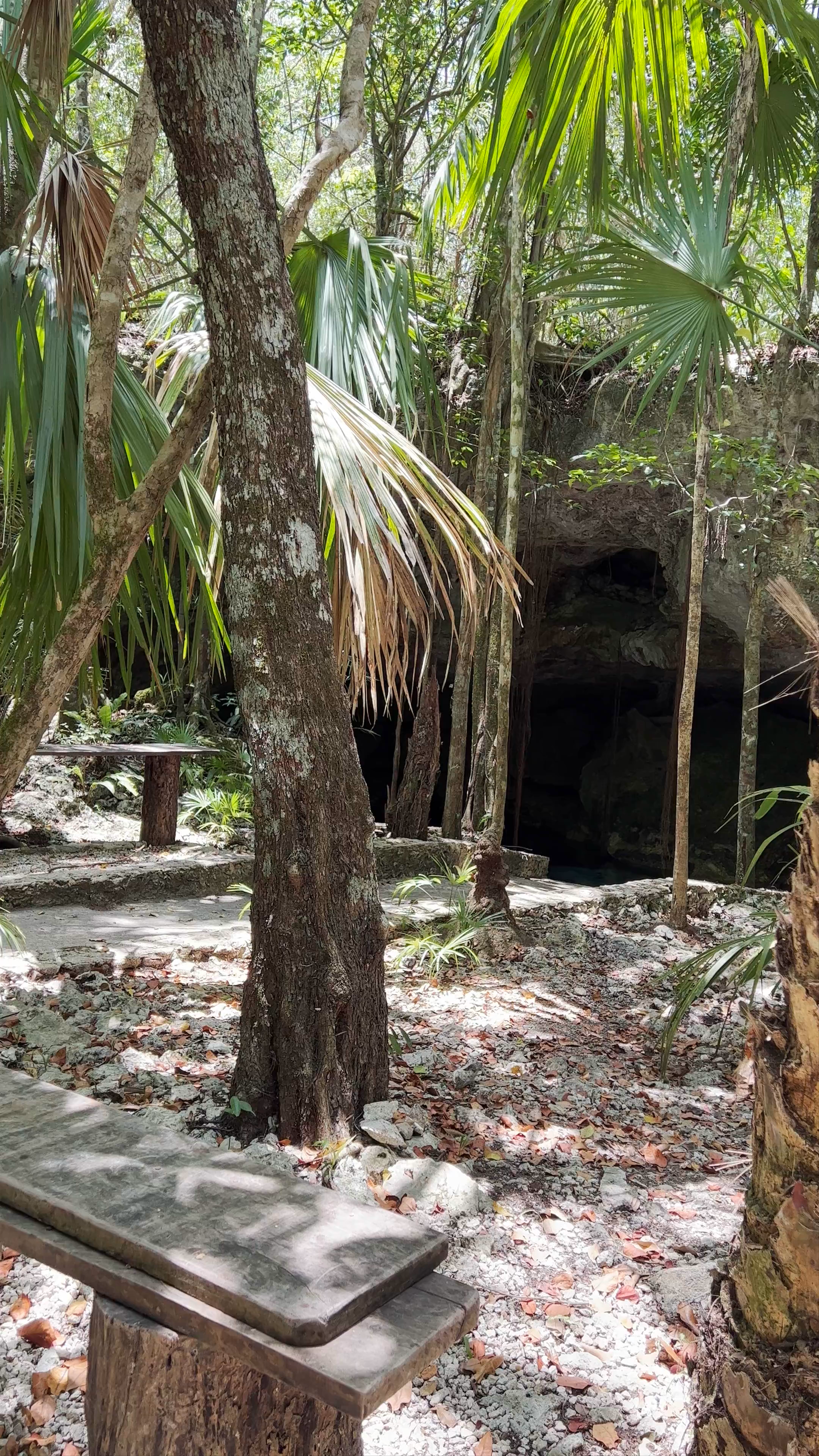 Cenote Tajma Ha: Mystical Forest Cave Swim in Quintana Roo
