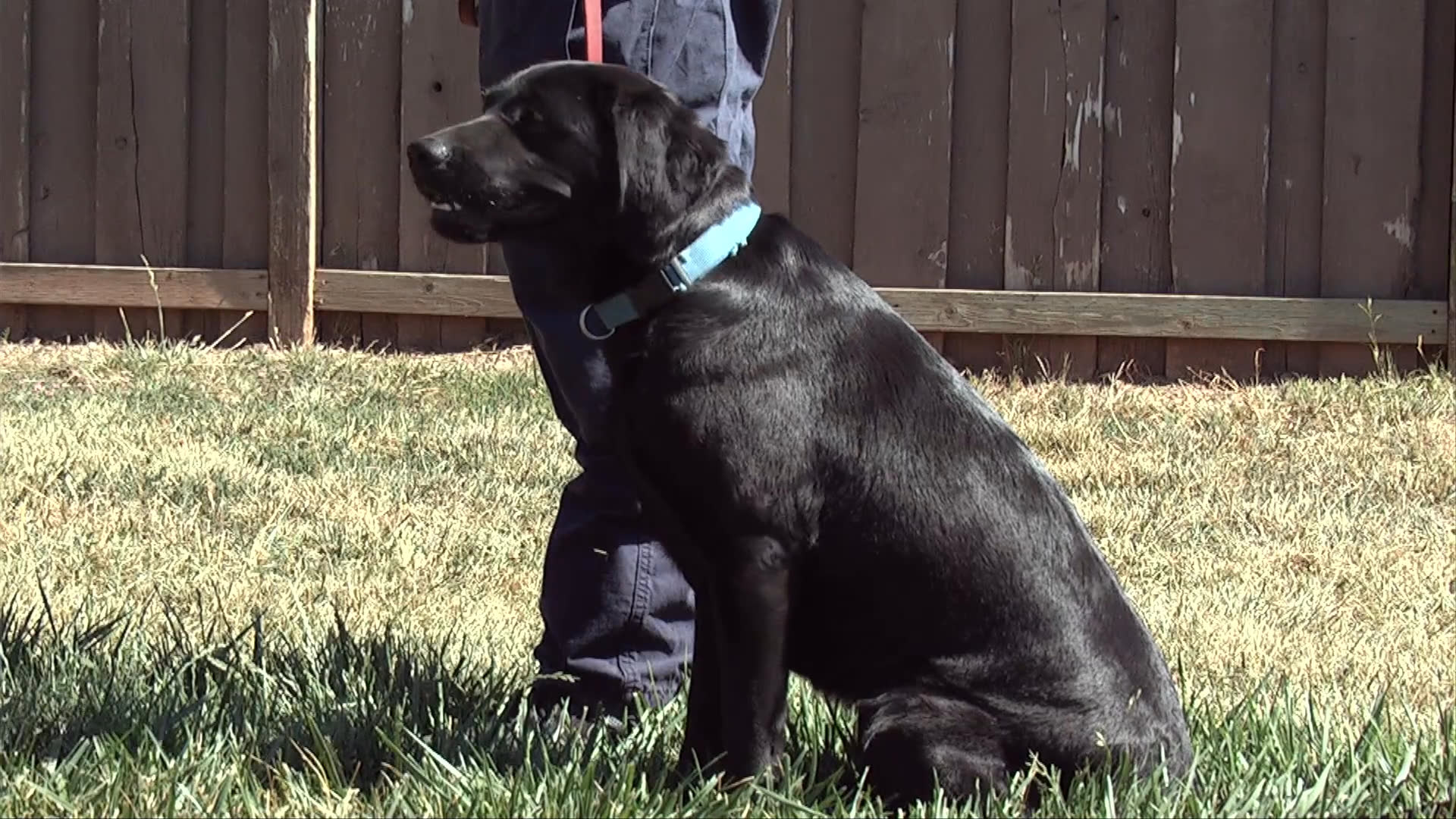 Kate Davern from Sundowners Kennel discusses professional dog training practices while handlers work with black labrador retrievers on agility and obedience exercises.