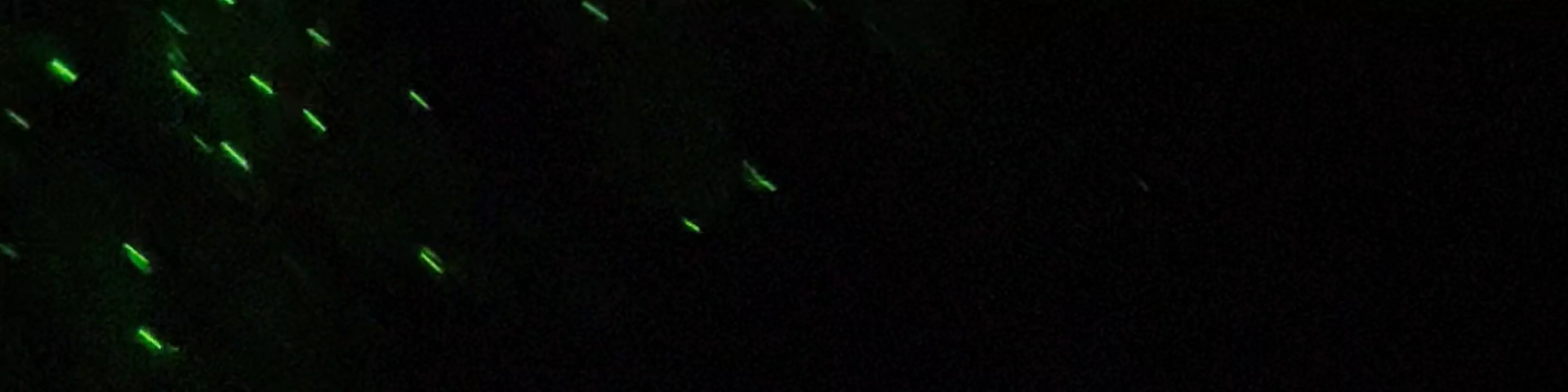 Foresta Lumina