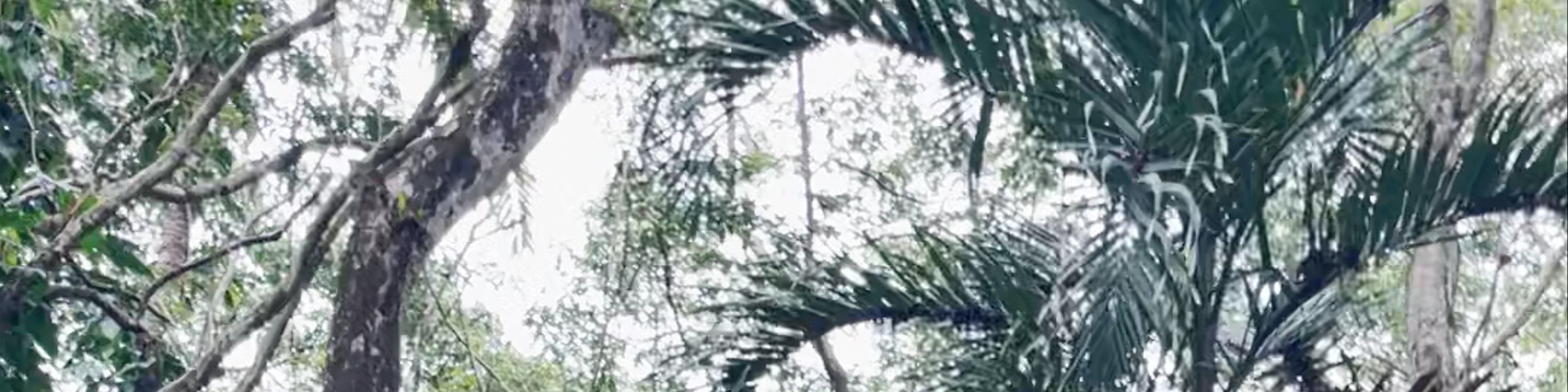 Philippine Tarsier Sanctuary