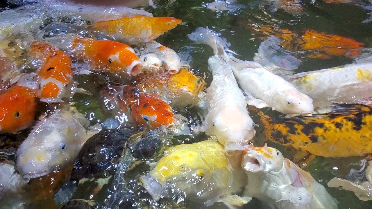 Austin Aquarium - Beautiful fish - Aquariums Near Me - Austin, Texas