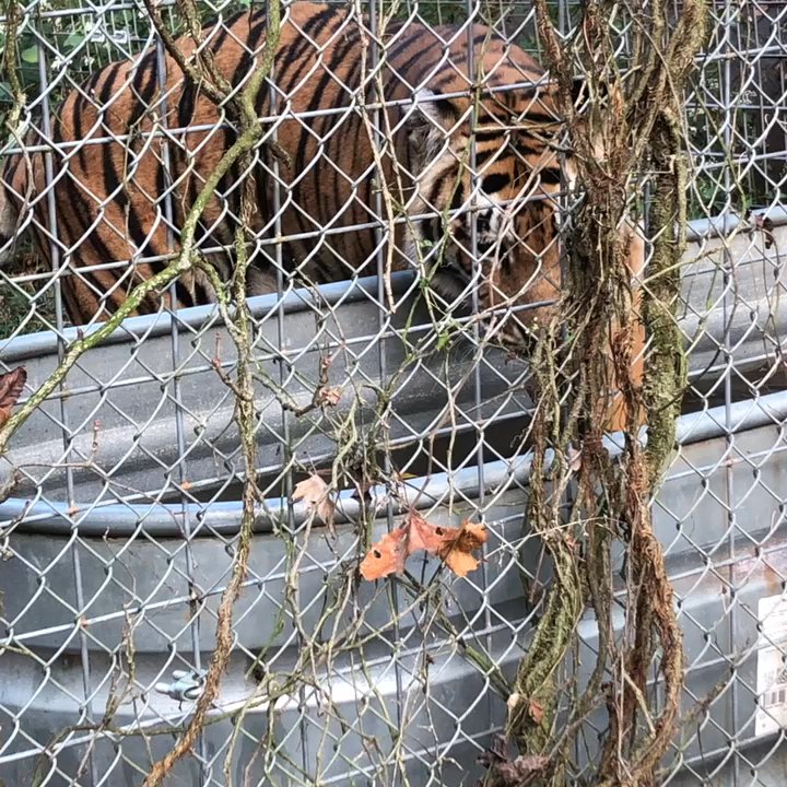 EXOTIC FELINE RESCUE CENTER - Updated May 2026 - 248 Photos & 69 ...