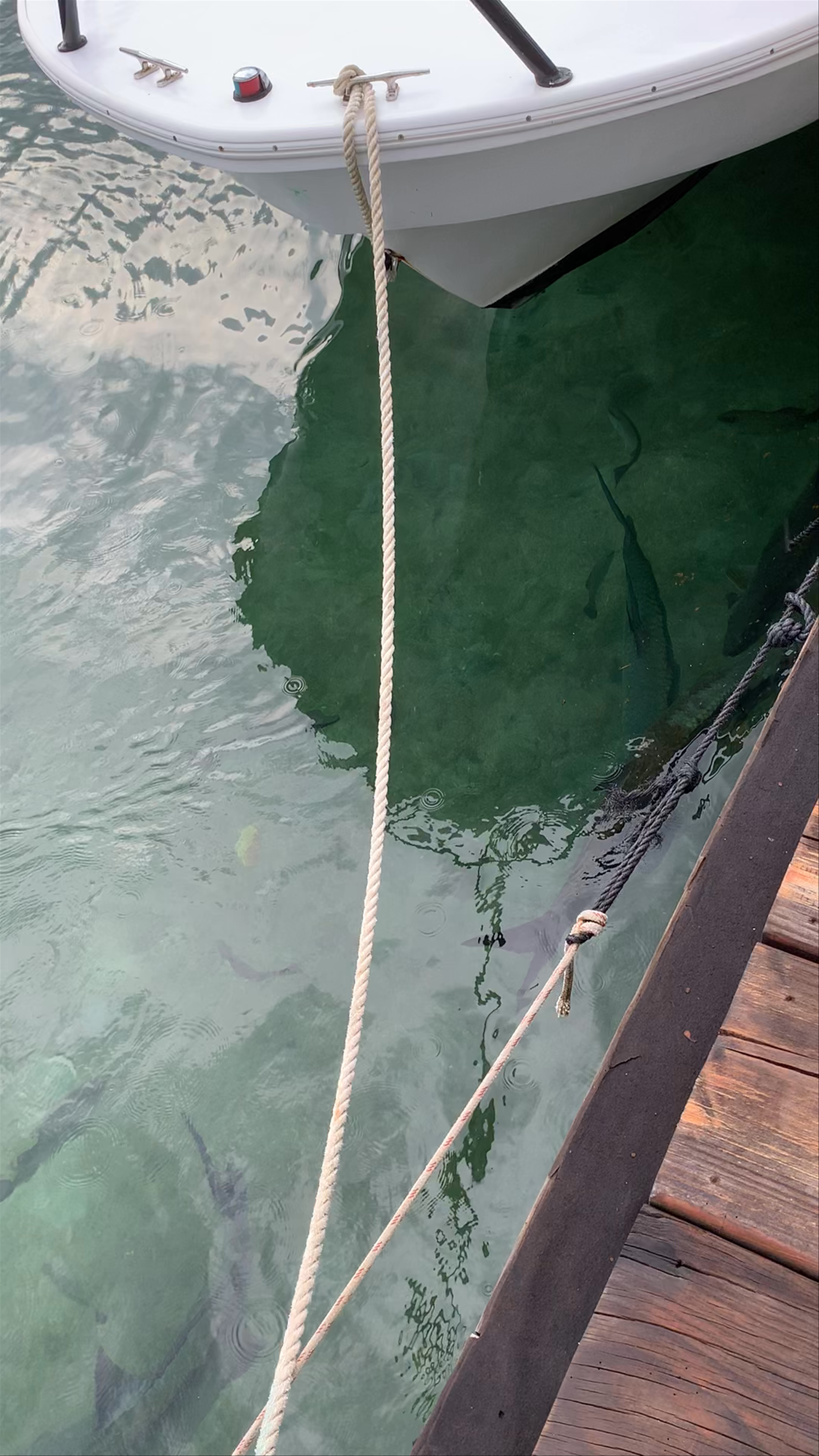 Arch's Iguana and Marine Park