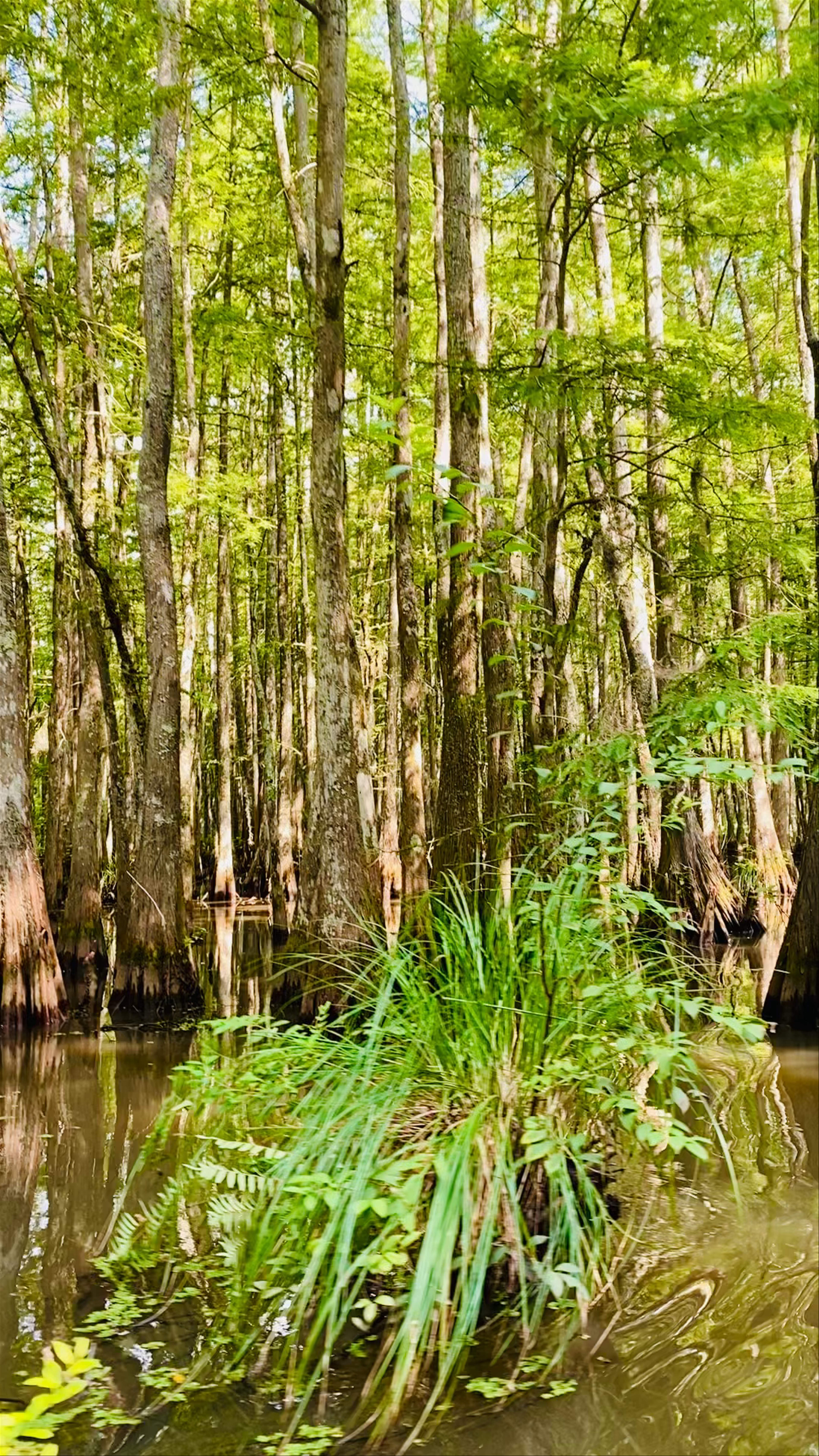 Honey Island Swamp