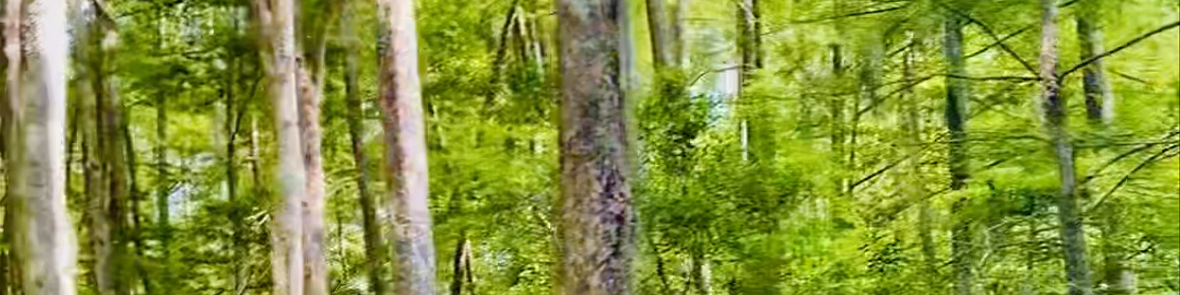 Honey Island Swamp