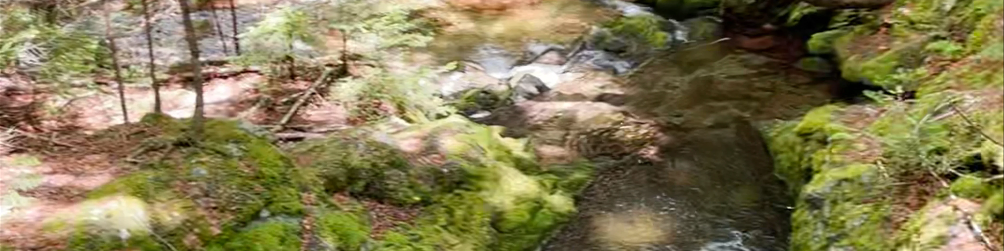 Dickson Falls Trailhead