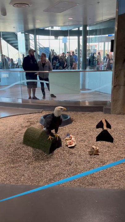National Eagle Center - Museums Near Me - Wabasha, Minnesota