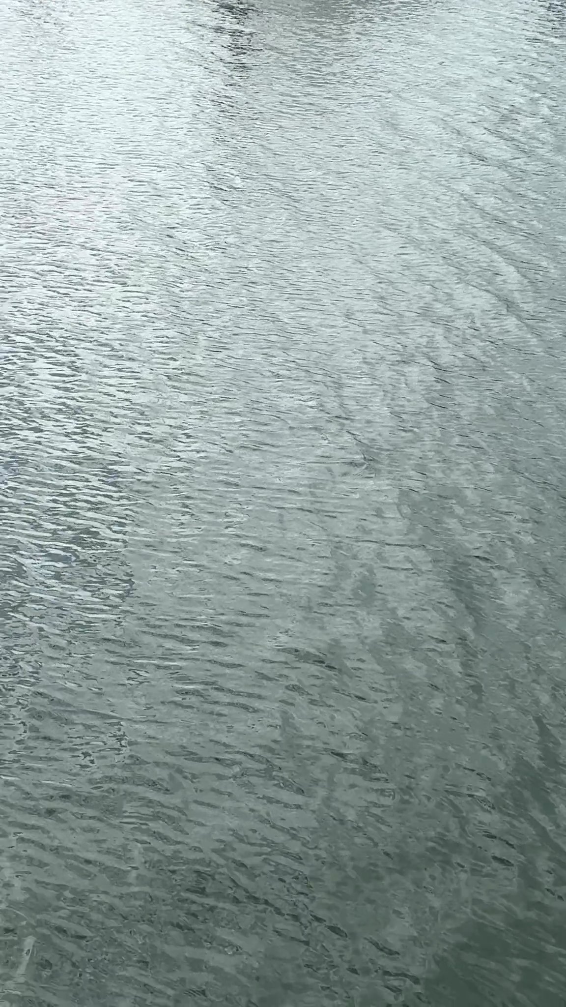 Spotted today at the Carefree Dock at Dinner Key M...