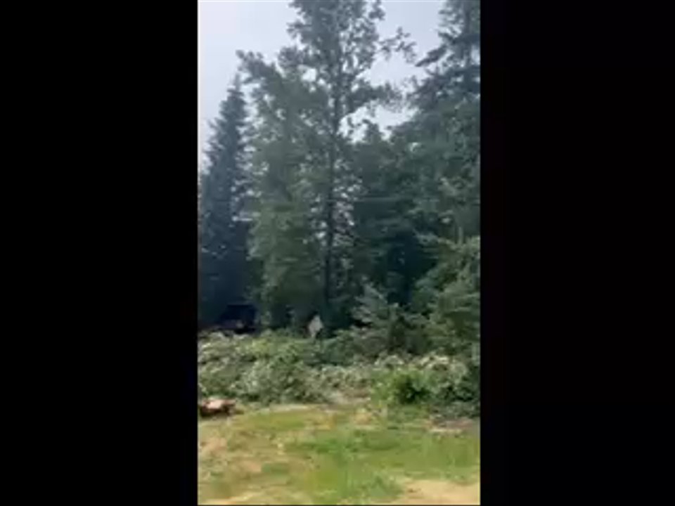 Brynion Excavation - Trees felled and cleared - Excavation Services Near Me