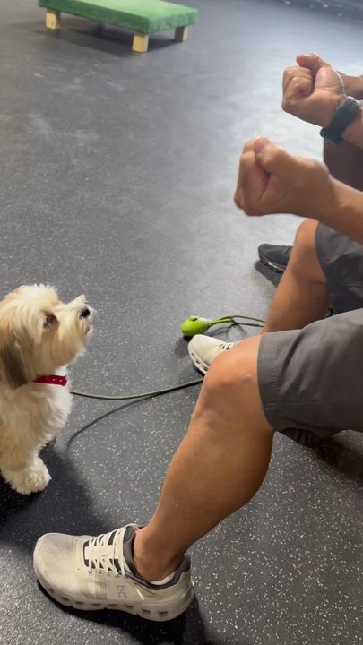 Genetic Canine - Billie learning how to maintain eye contact with my husband for a 3-4 seconds. - Pet Training Near Me - Coram, New York