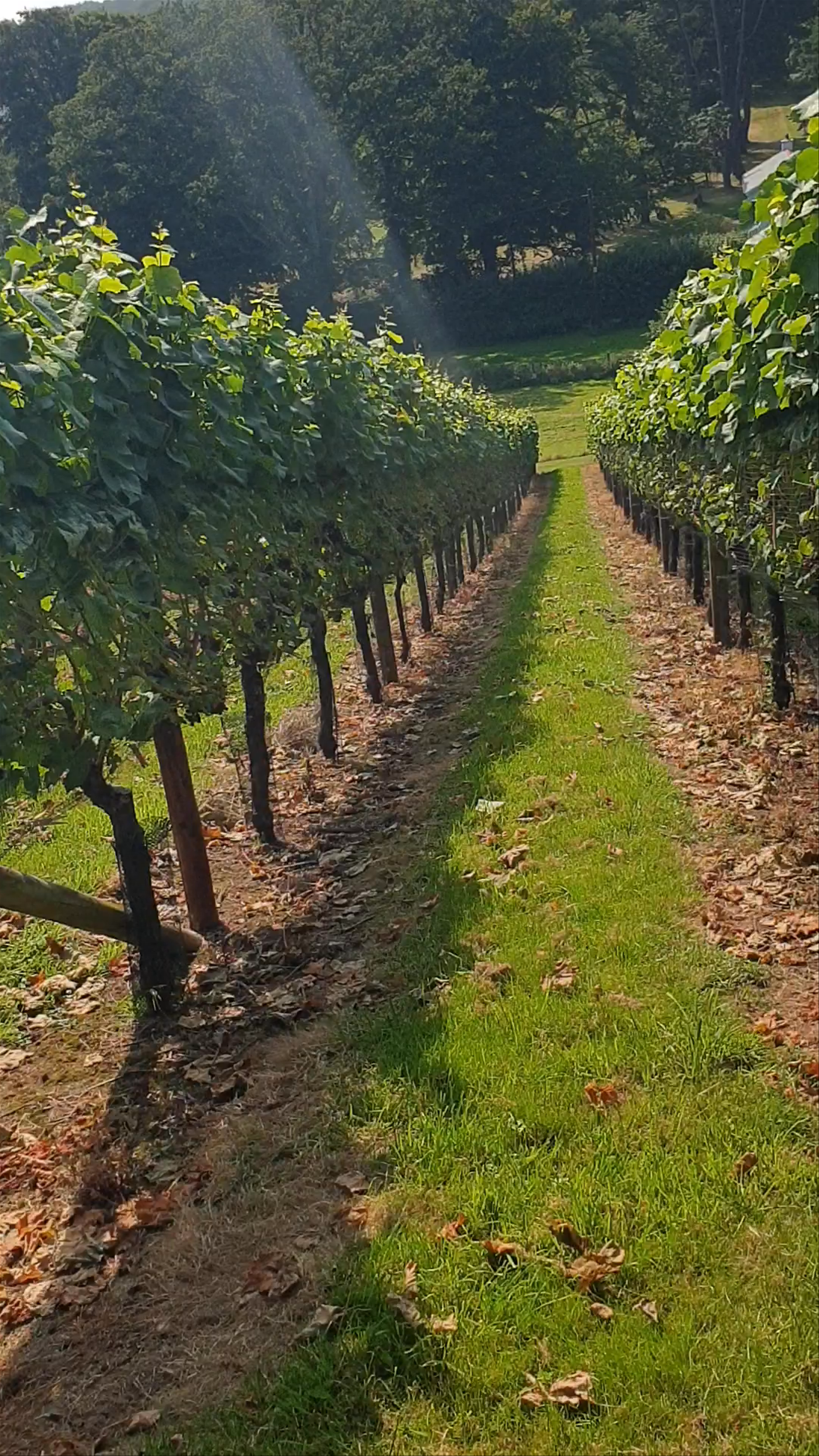 Lily Farm Vineyard: Serene Vineyard Escape in Budleigh Salterton