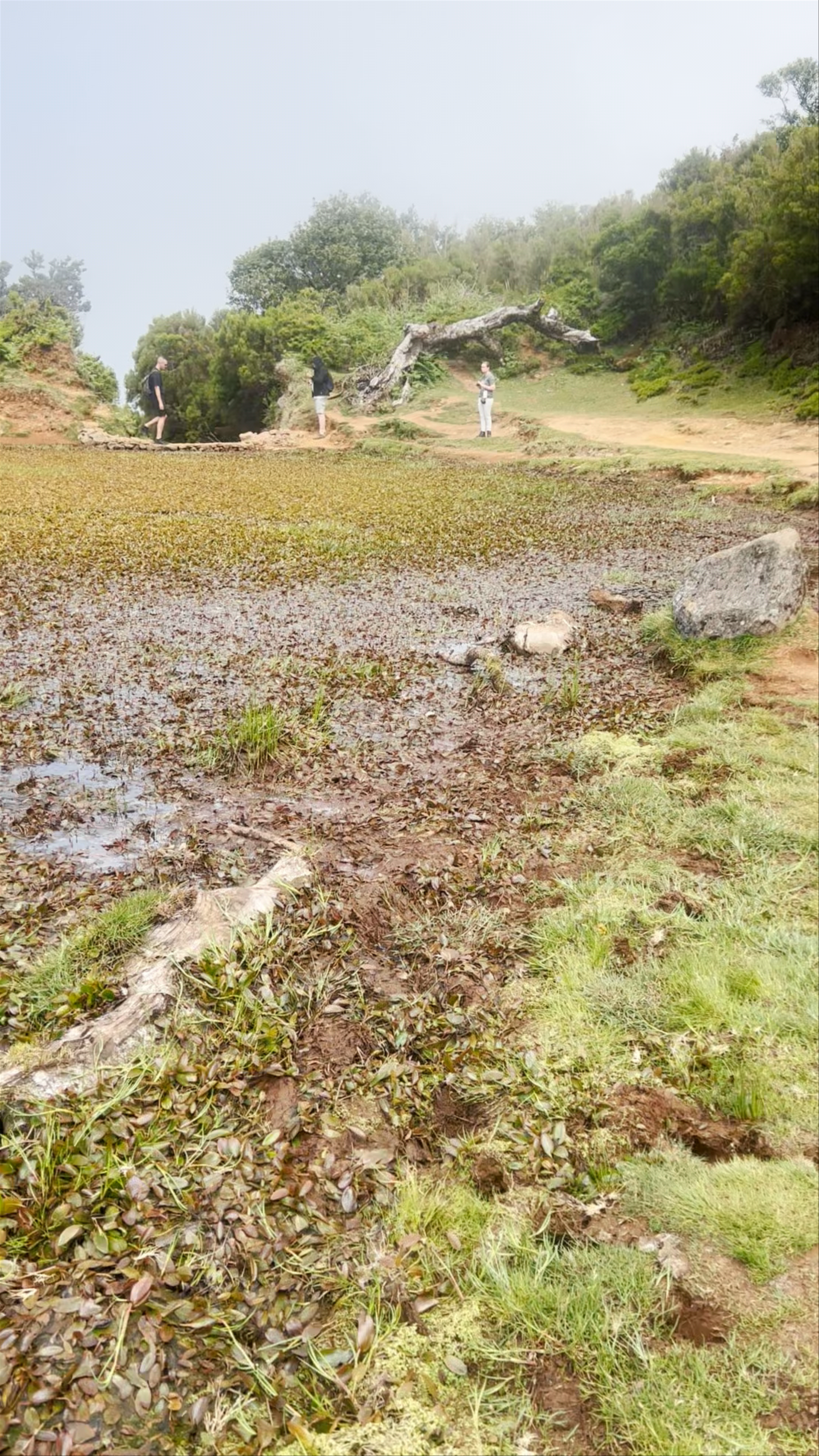 Lagoa de Fanal: Enchanted Wetland Wilderness in Madeira