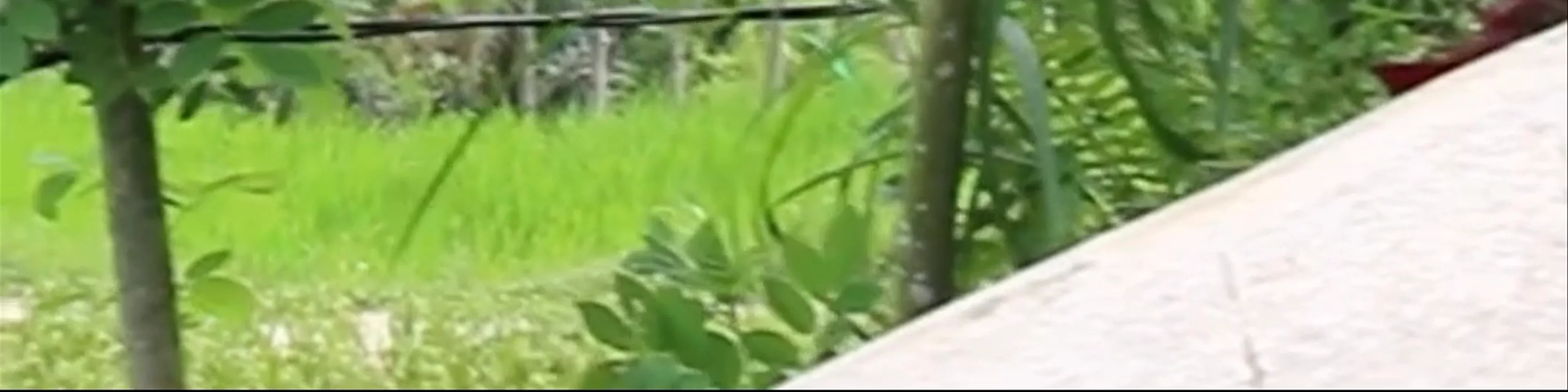 The Tegalalang Rice Terrace