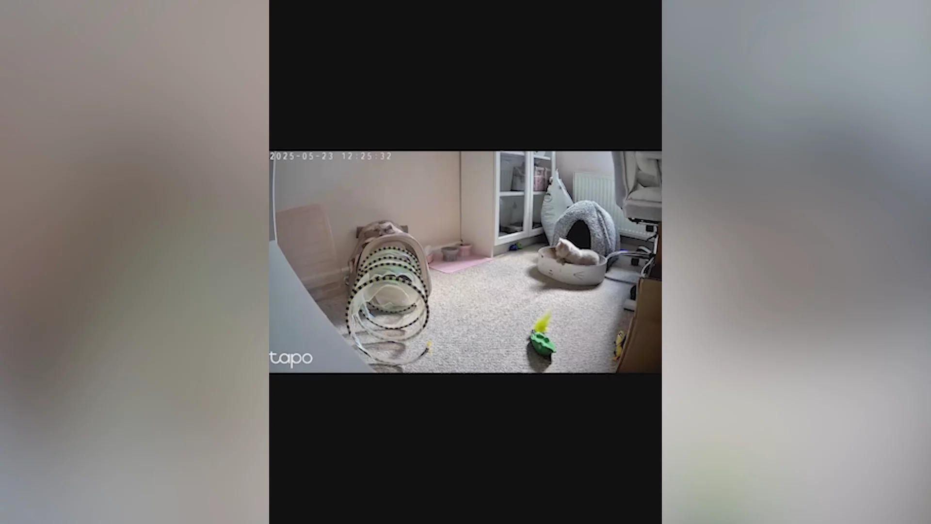 https://image.mux.com/5BWJIaJ2pftHZpYwhZhGCB7YqxHy002yROSaZbn01CfEs/thumbnail.webp