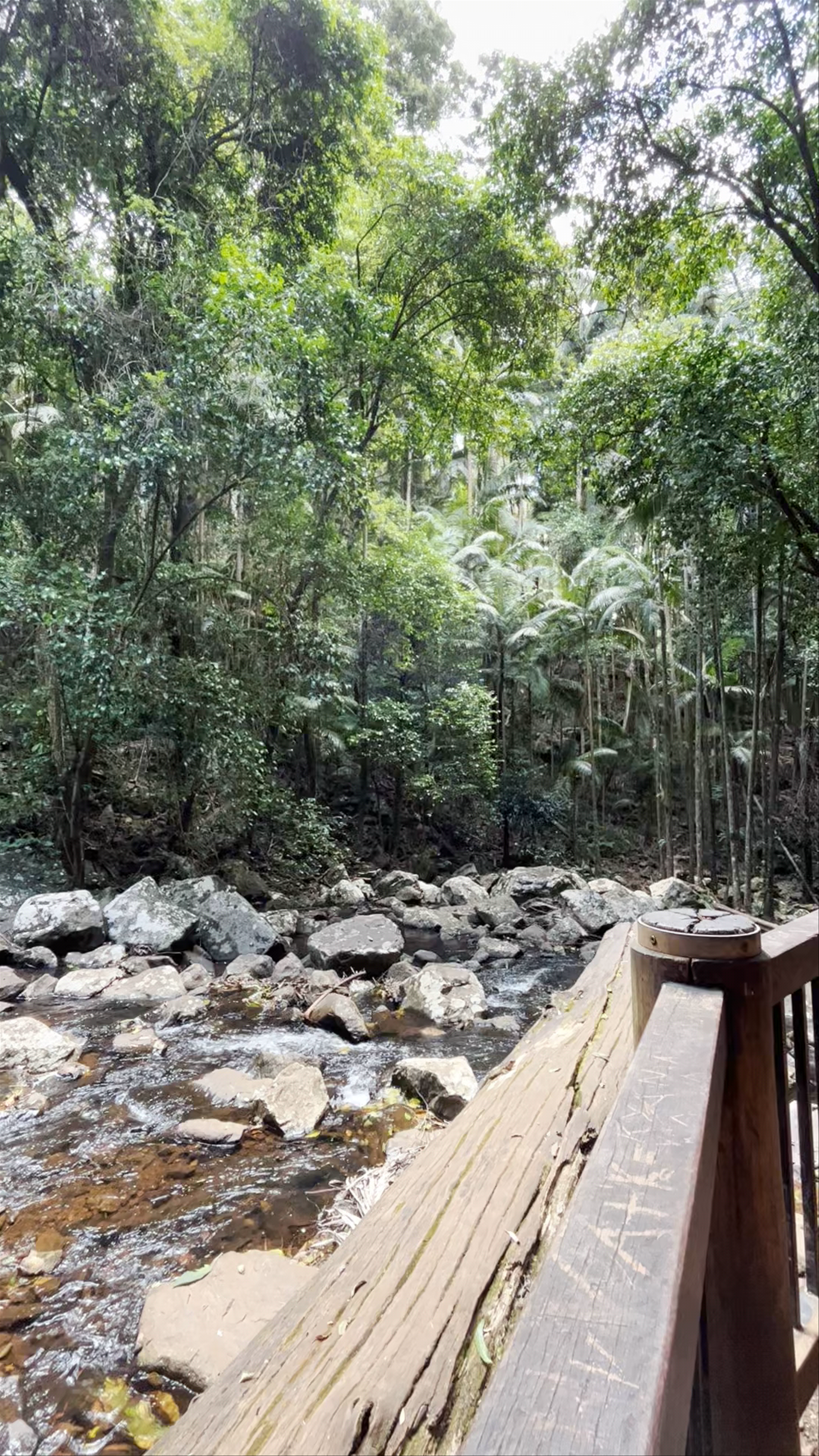 Curtis Falls Walking Track: A Lush Waterfall Experience in Eagle Heights, Queensland