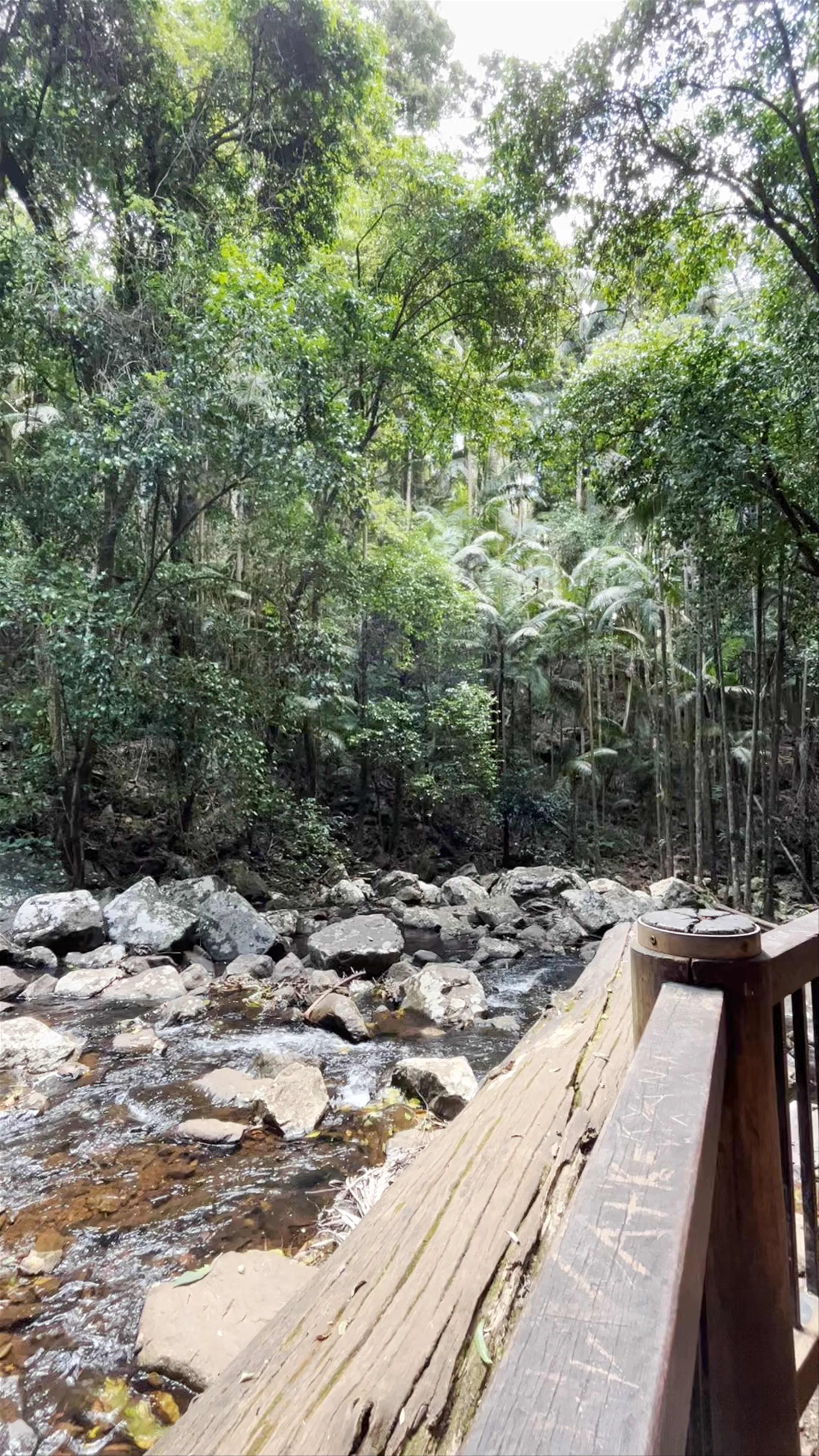 Curtis Falls Walking Track
