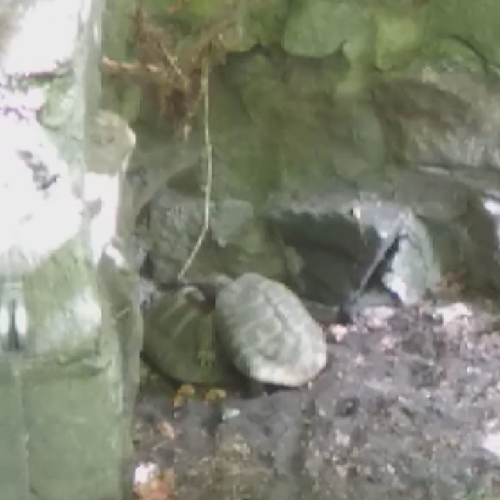 Zoologischer Garten Eberswalde - Schildkrötensport - Zoos Near Me - Eberswalde, BB