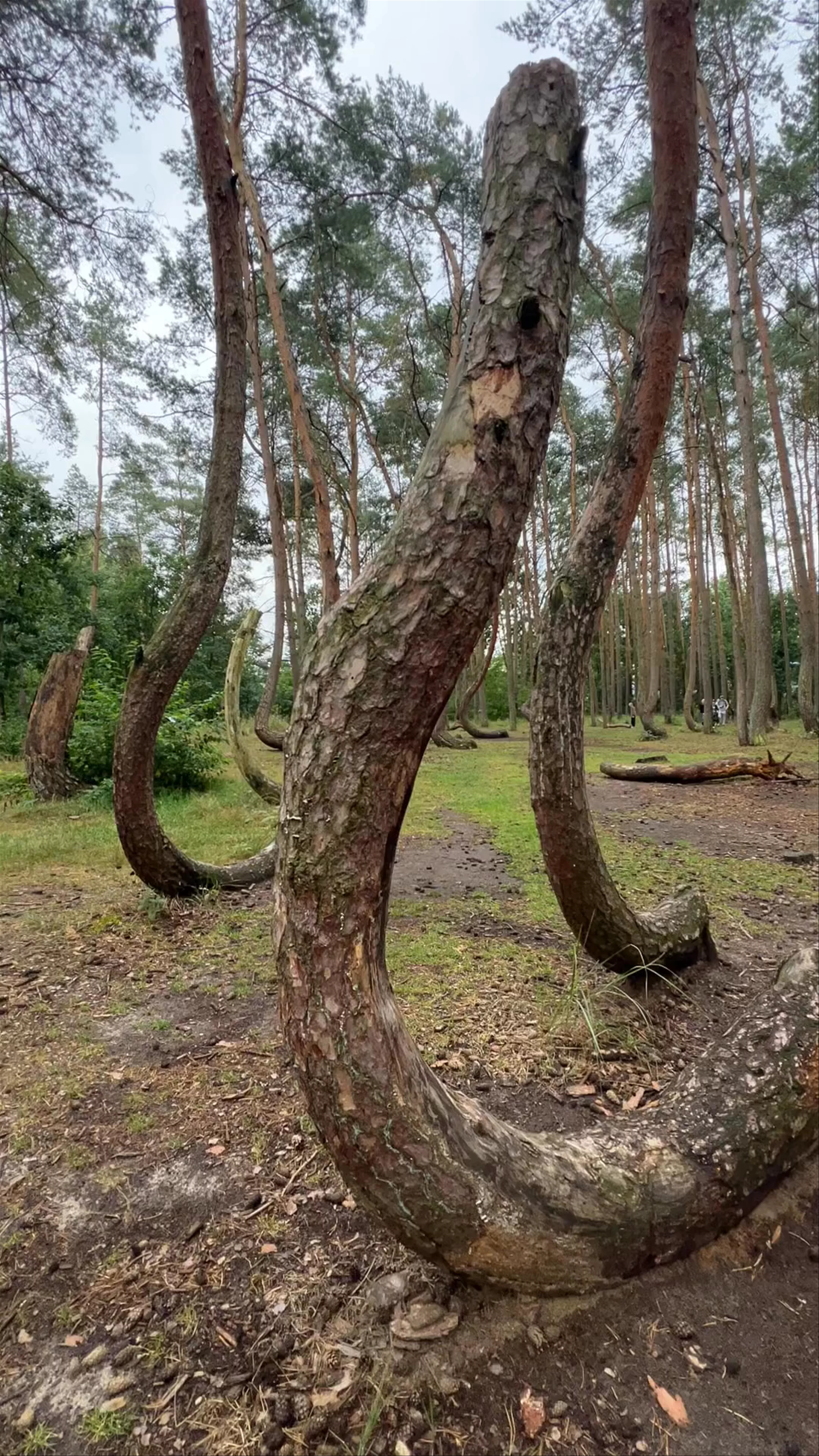 Crooked Forest