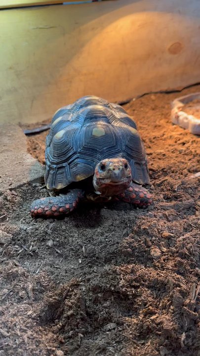 Spock's Sanctuary - Petting Zoos Near Me - Des Moines, Iowa