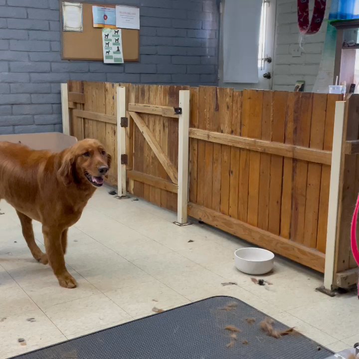 Critter Corral Pet Grooming - Pet Groomers Near Me - Phoenix, Arizona