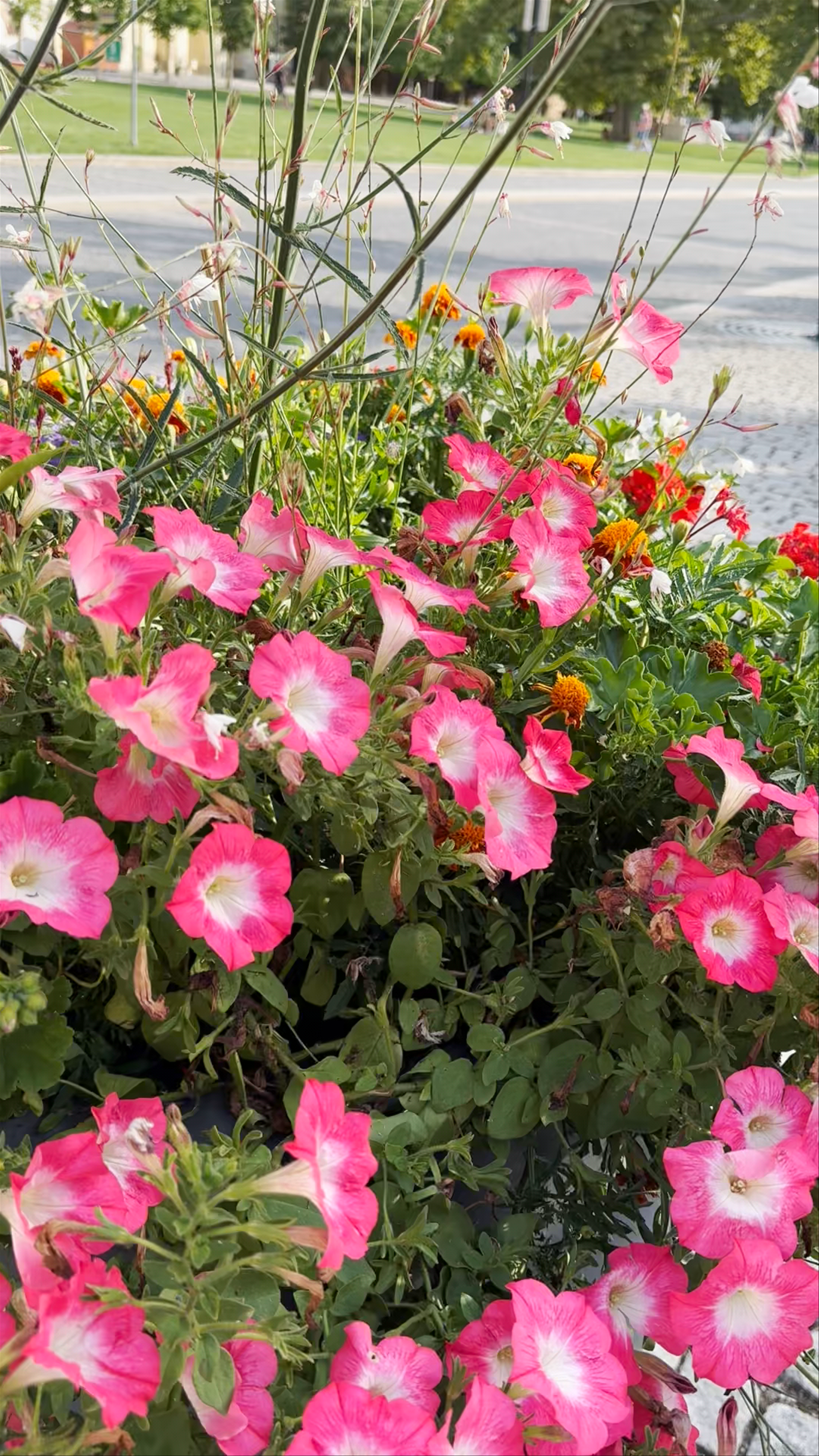 Římskokatolická farnost Valtice