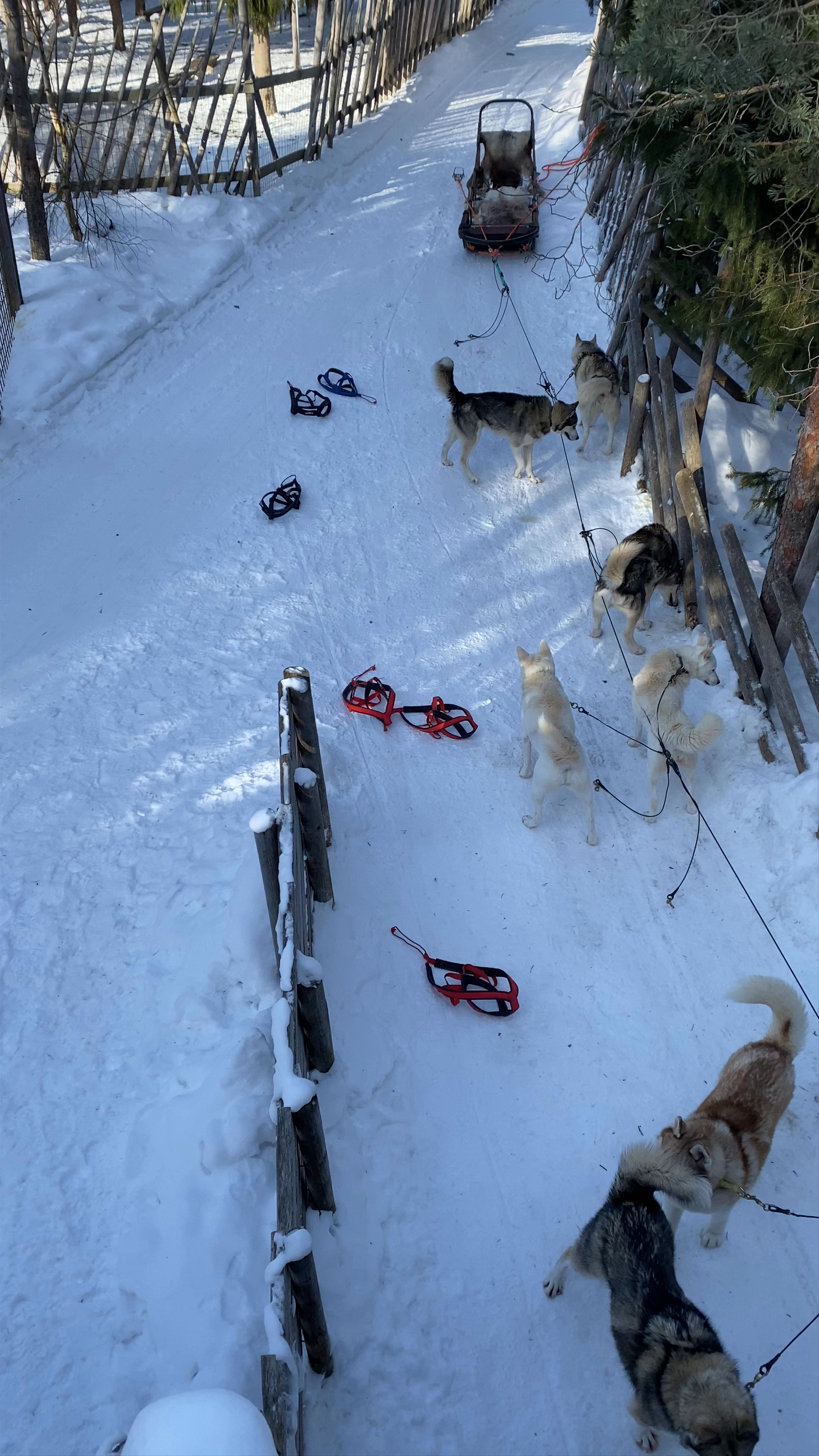 Arctic Circle Husky Park